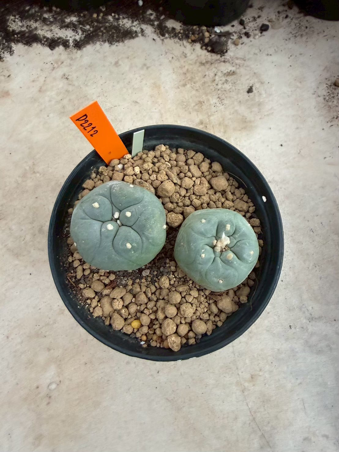 Lophophora williamsii – Peyote Cactus (Seed Grown, 3-3.5 cm, Own Root) 12 years old