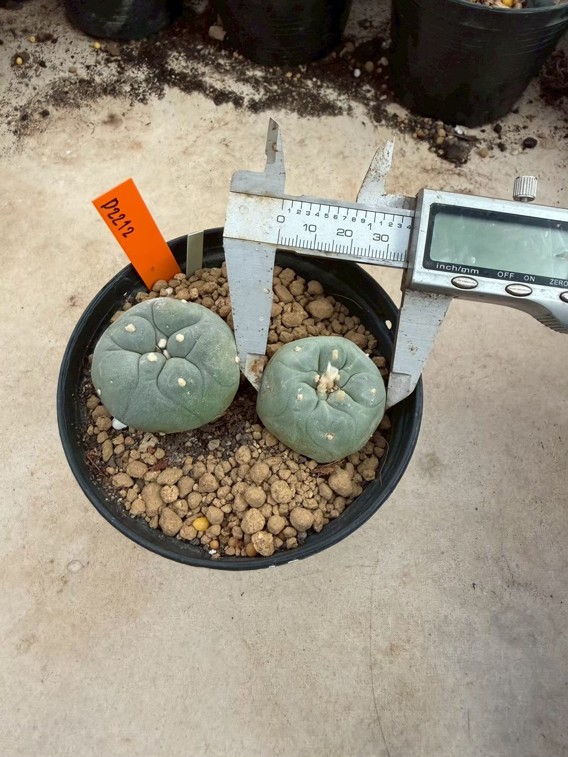 Lophophora williamsii – Peyote Cactus (Seed Grown, 3-3.5 cm, Own Root) 12 years old