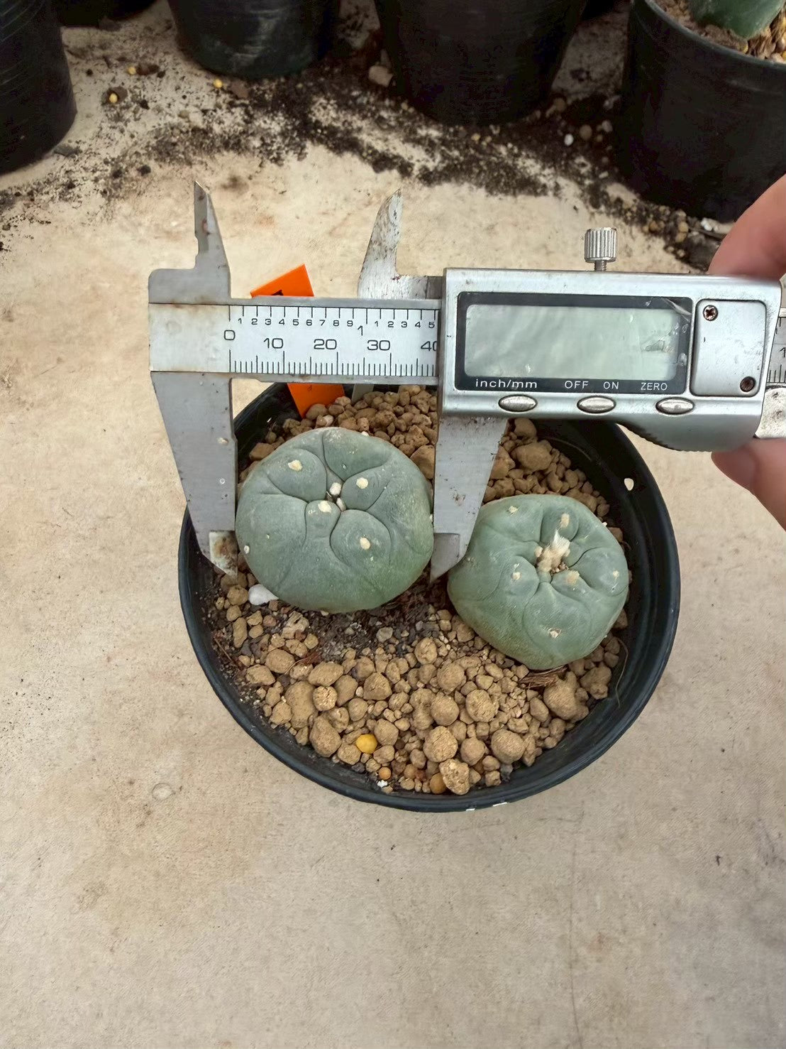 Lophophora williamsii – Peyote Cactus (Seed Grown, 3-3.5 cm, Own Root) 12 years old