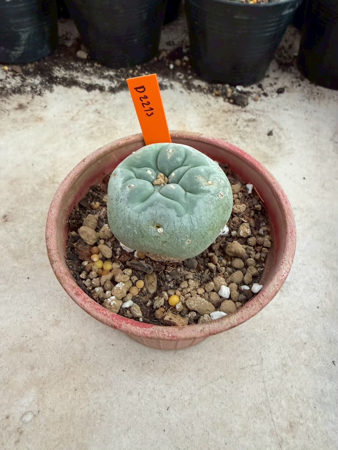 Lophophora williamsii – Peyote Cactus (Seed Grown, 3-3.5 cm, Own Root) 12 years old