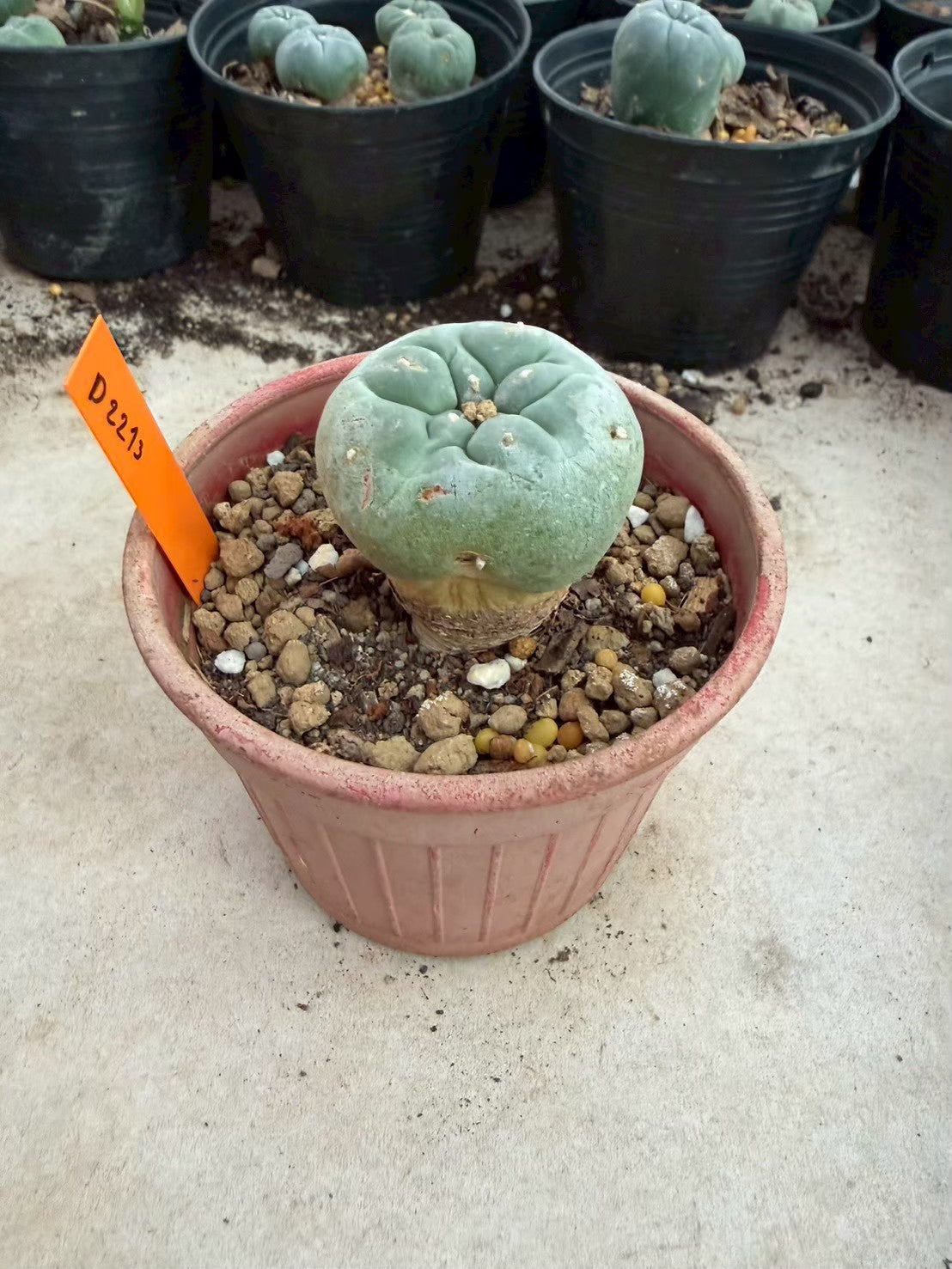 Lophophora williamsii – Peyote Cactus (Seed Grown, 3-3.5 cm, Own Root) 12 years old