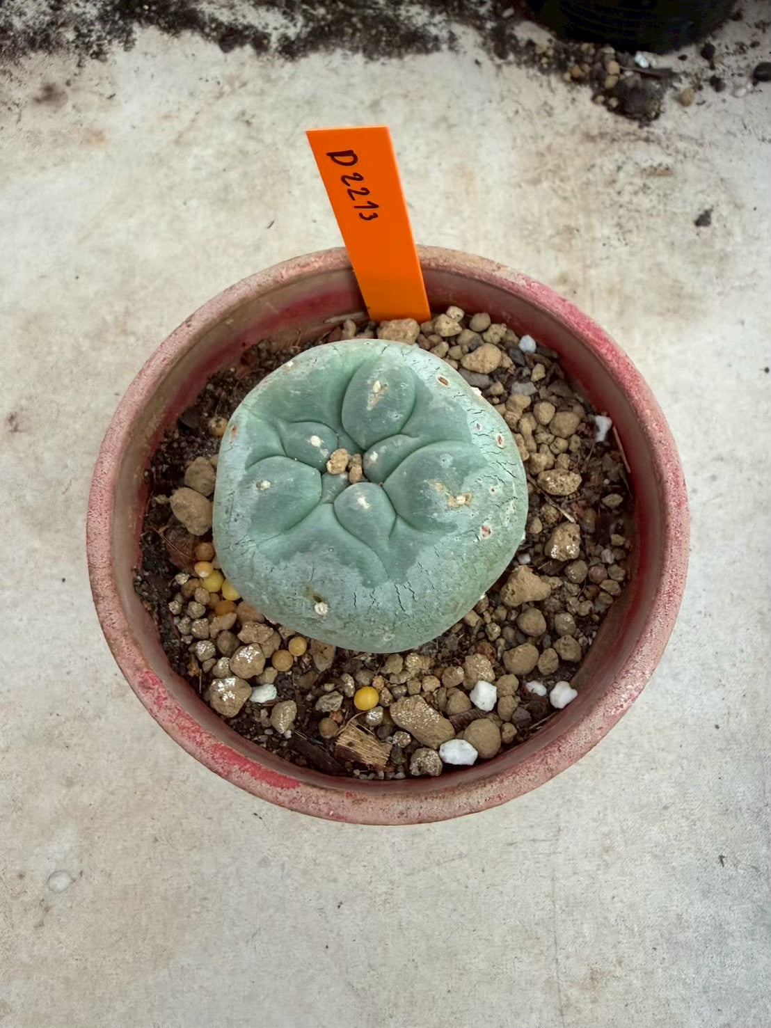 Lophophora williamsii – Peyote Cactus (Seed Grown, 3-3.5 cm, Own Root) 12 years old