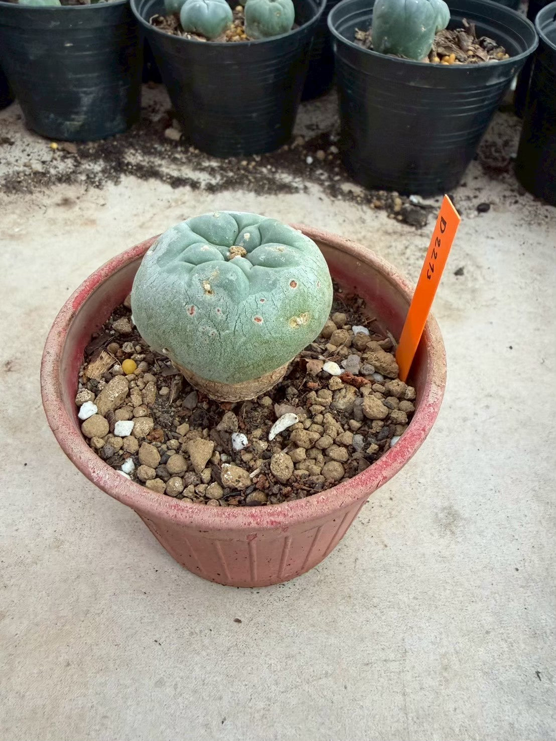 Lophophora williamsii – Peyote Cactus (Seed Grown, 3-3.5 cm, Own Root) 12 years old