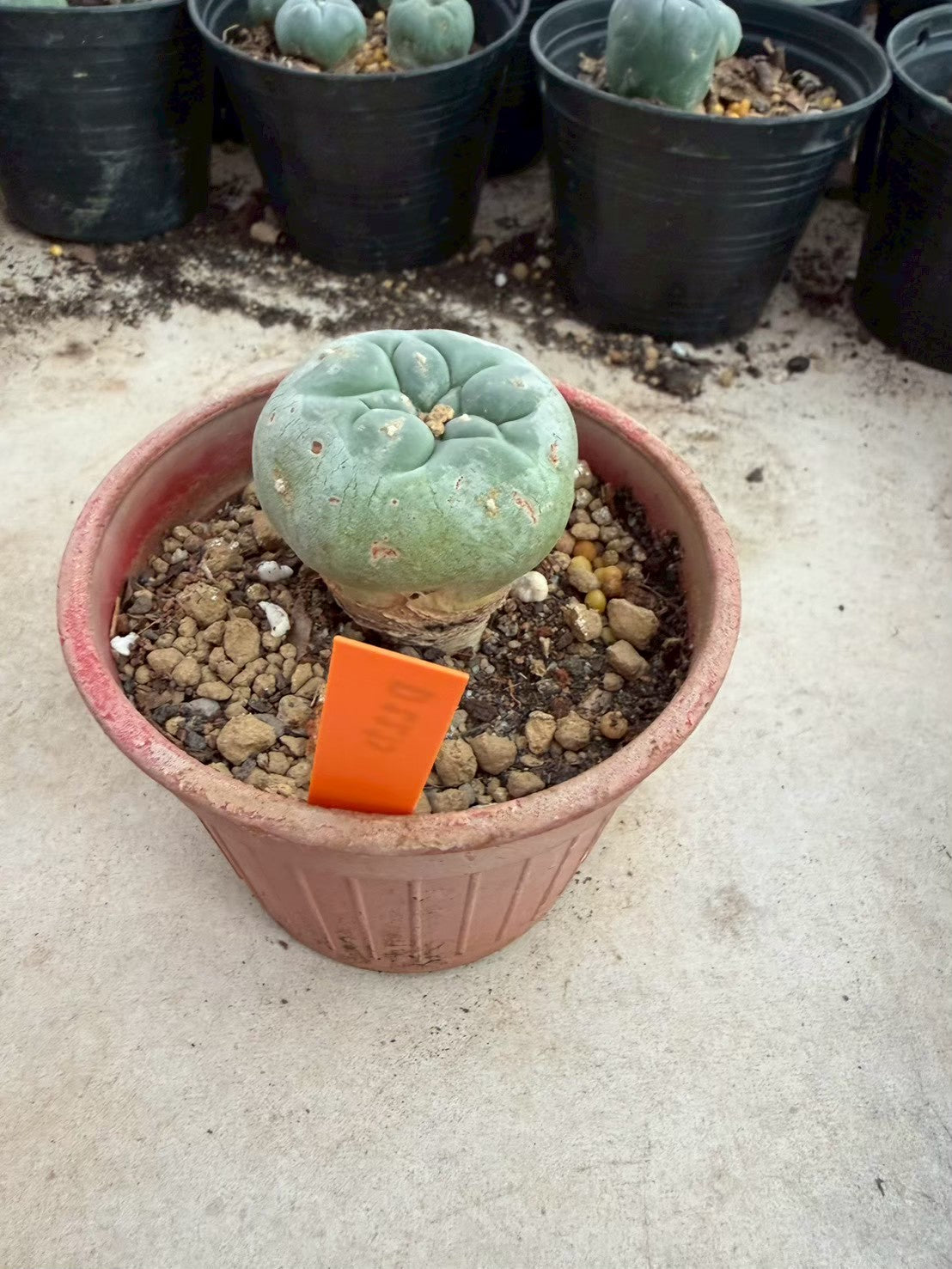 Lophophora williamsii – Peyote Cactus (Seed Grown, 3-3.5 cm, Own Root) 12 years old