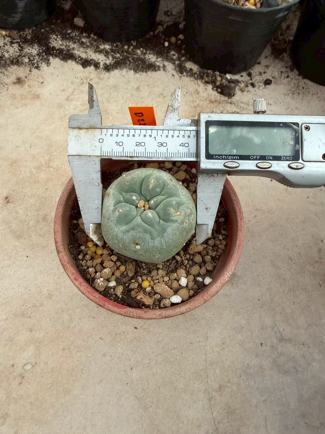 Lophophora williamsii – Peyote Cactus (Seed Grown, 3-3.5 cm, Own Root) 12 years old