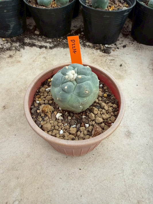 Lophophora fricii Ooibi – Cactus (Seed Grown, 3-3.5 cm, Own Root) 12 years old