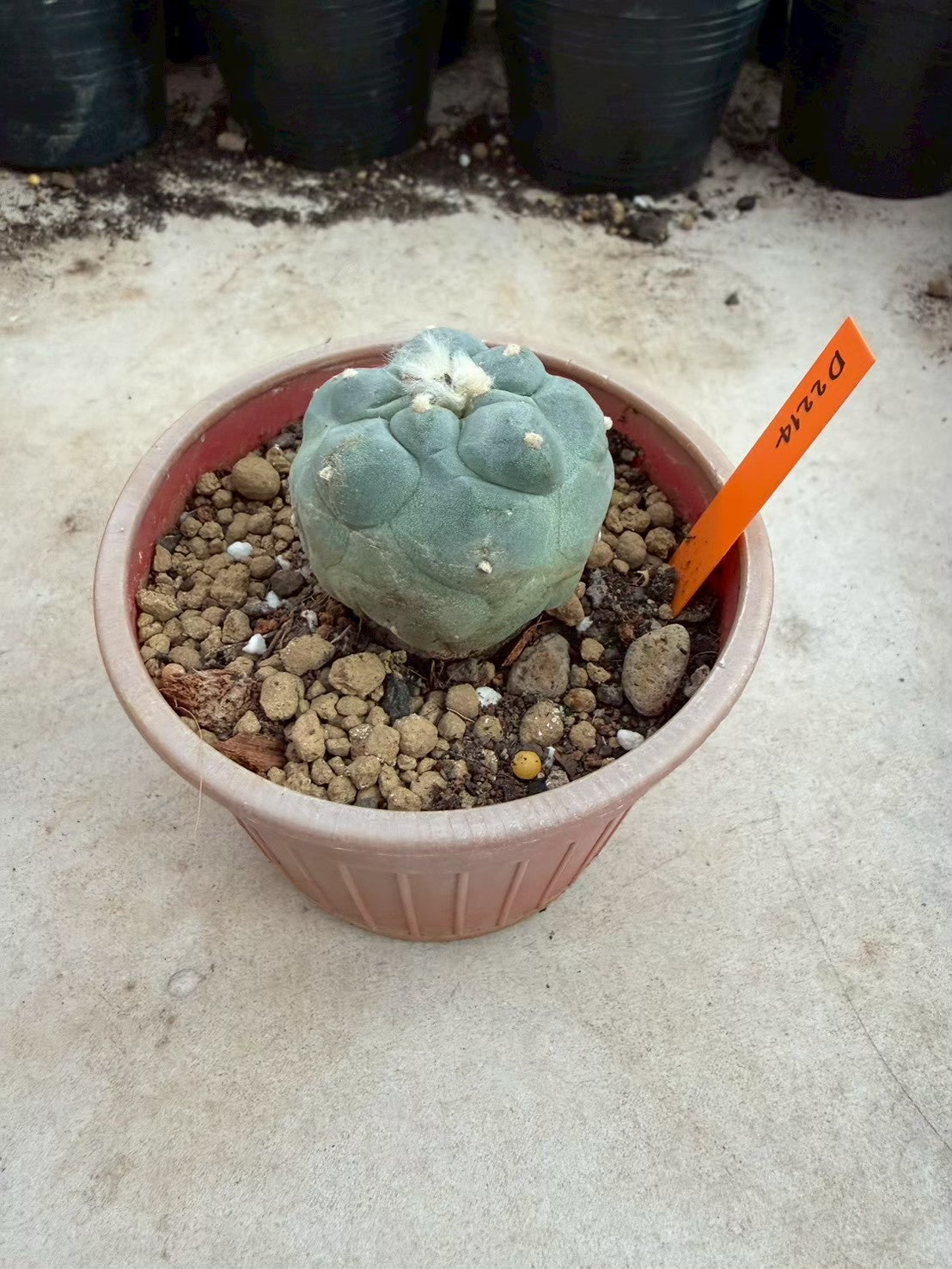 Lophophora fricii Ooibi –  Cactus (Seed Grown, 3-3.5 cm, Own Root) 12 years old