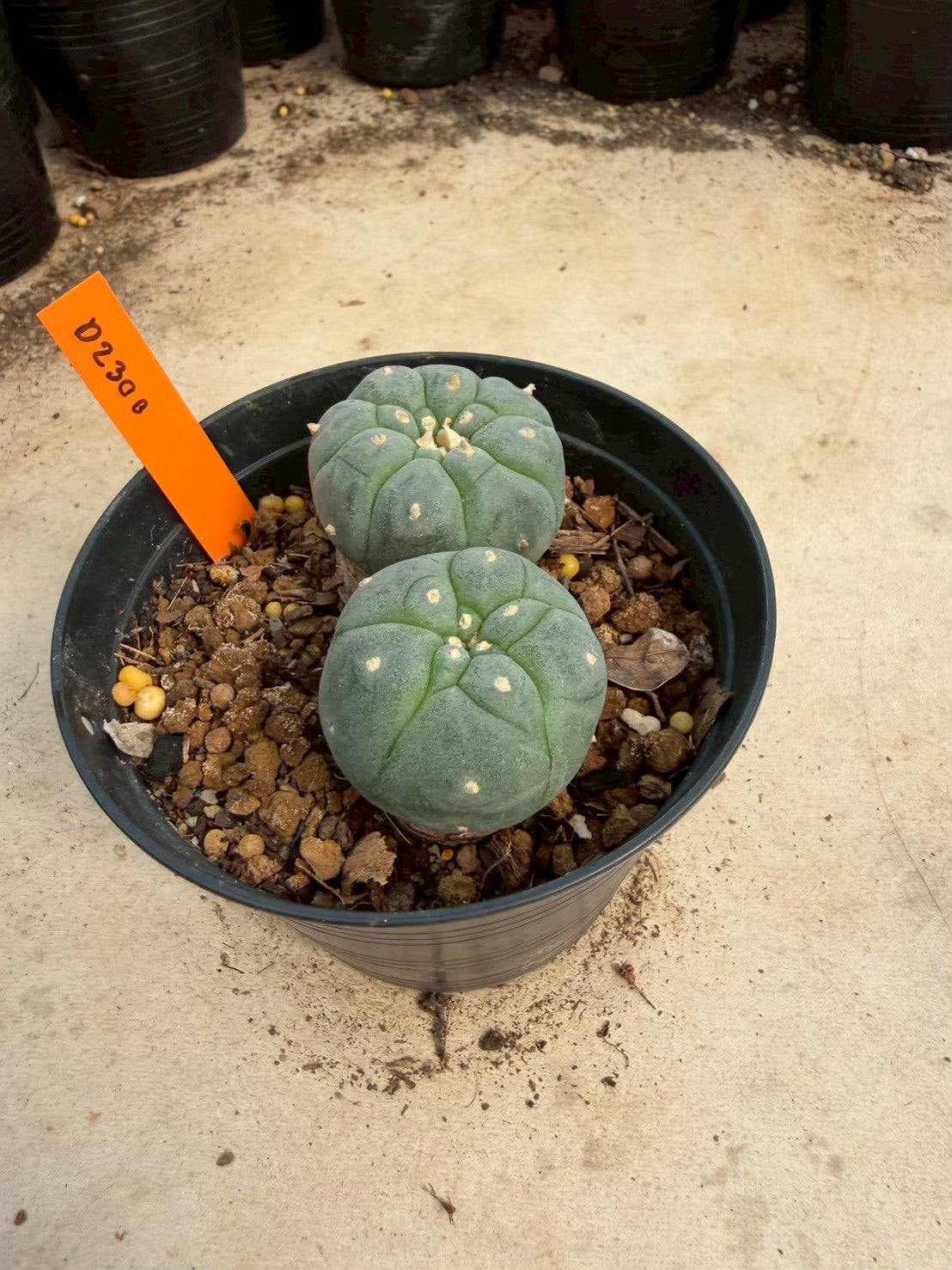Lophophora williamsii – Peyote Cactus (Seed Grown, 3-3.5 cm, Own Root) 12 years old