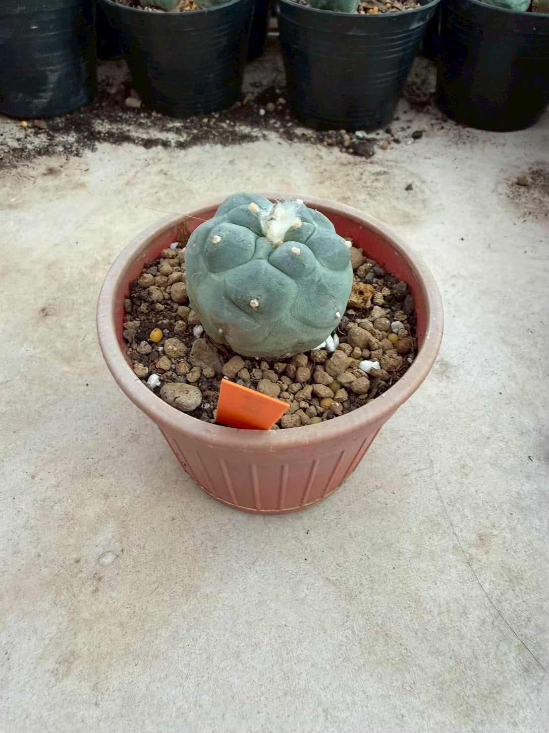 Lophophora fricii Ooibi –  Cactus (Seed Grown, 3-3.5 cm, Own Root) 12 years old