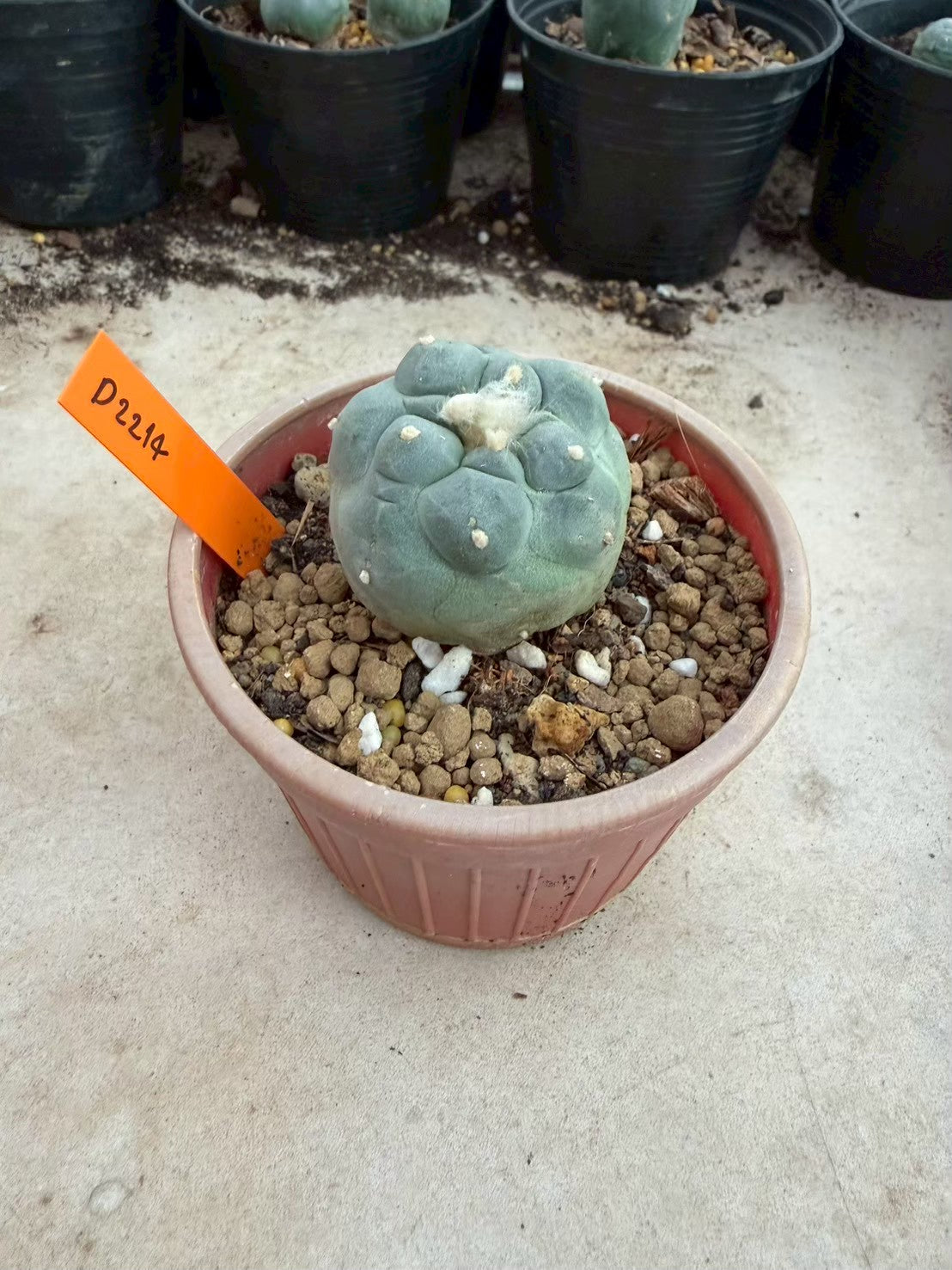 Lophophora fricii Ooibi –  Cactus (Seed Grown, 3-3.5 cm, Own Root) 12 years old
