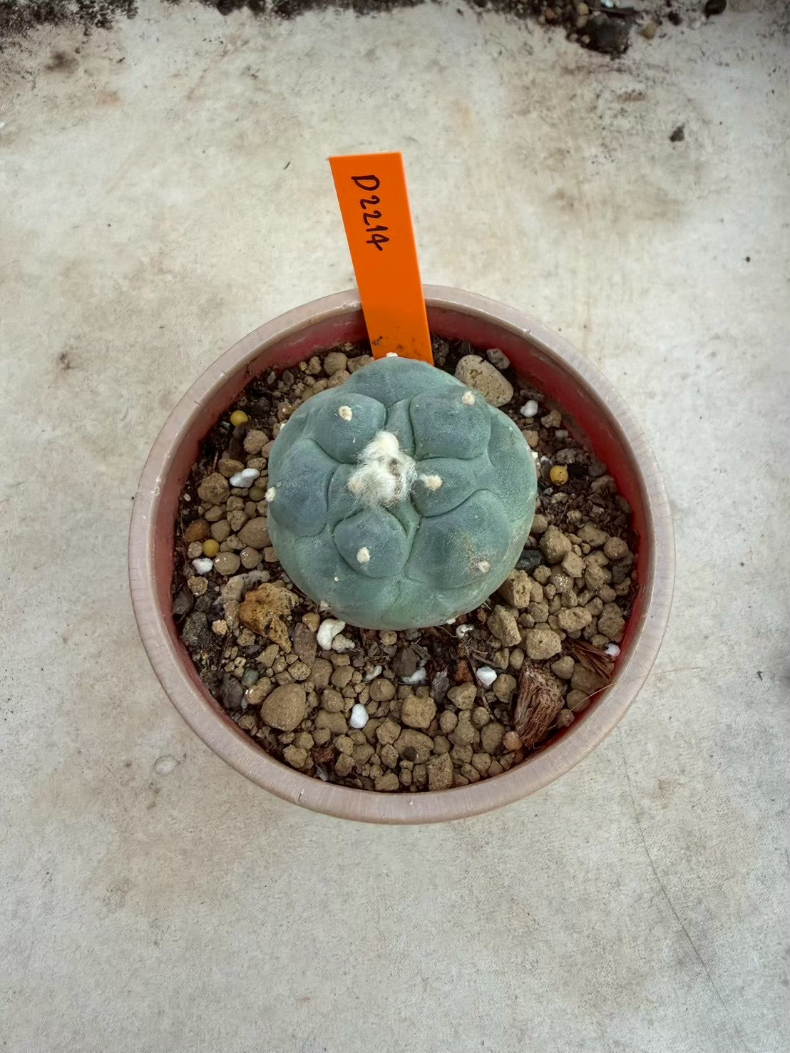 Lophophora fricii Ooibi –  Cactus (Seed Grown, 3-3.5 cm, Own Root) 12 years old