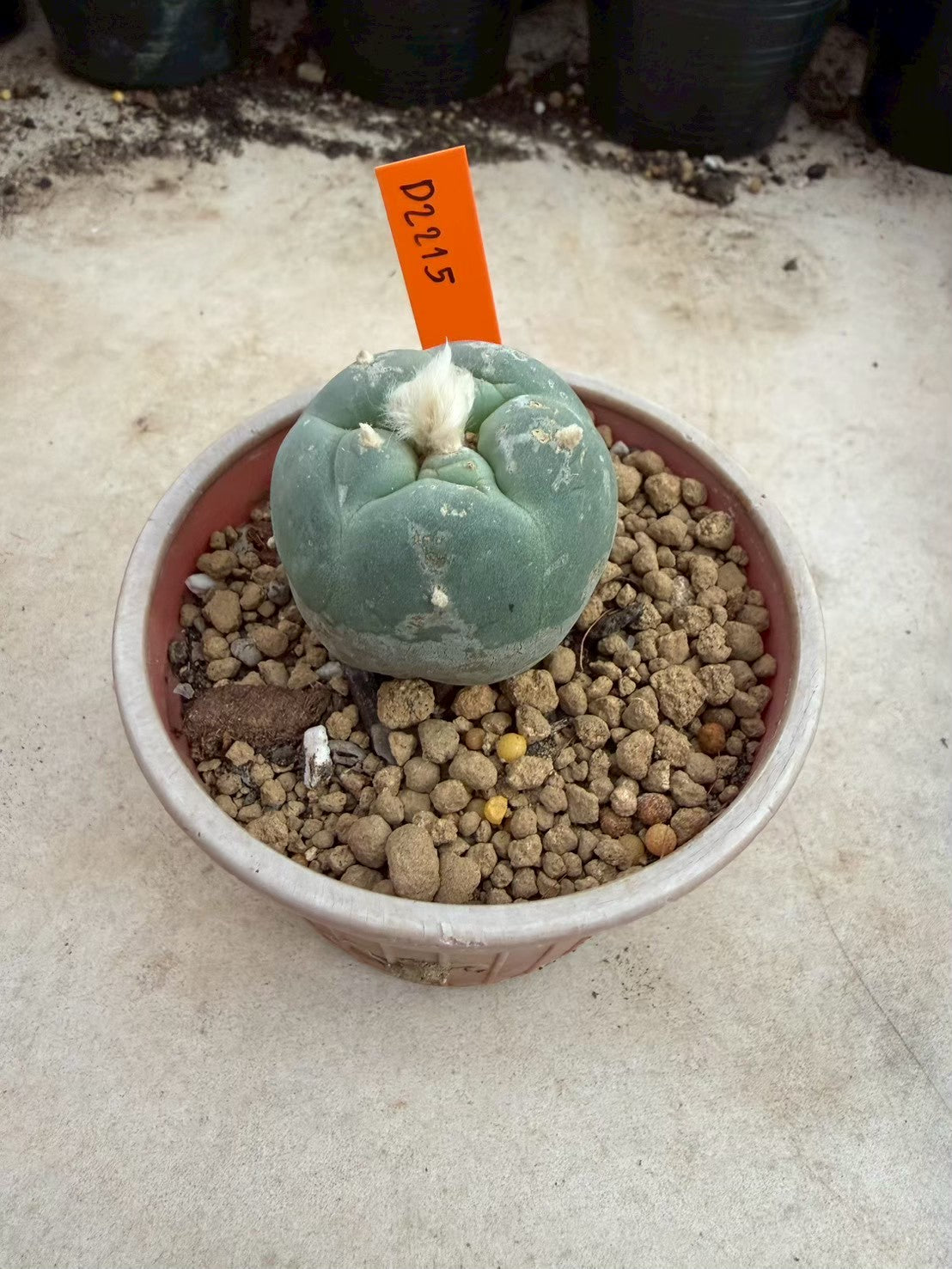 Lophophora fricii Ooibi –  Cactus (Seed Grown, 3-3.5 cm, Own Root) 12 years old