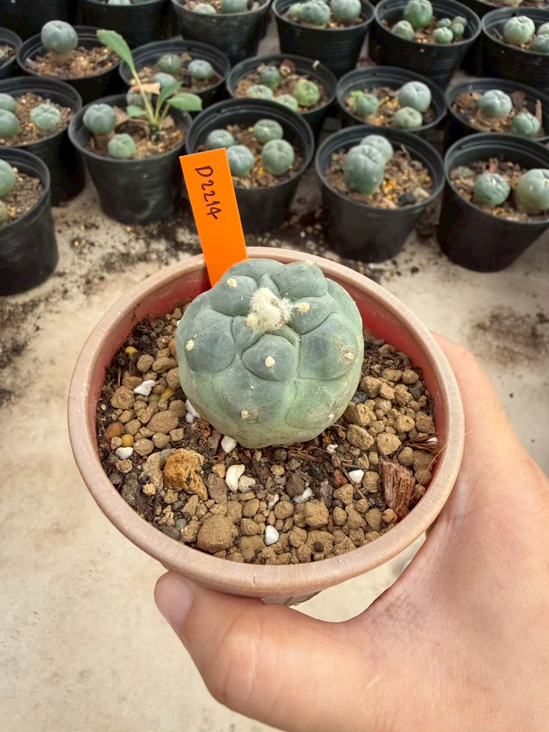 Lophophora fricii Ooibi –  Cactus (Seed Grown, 3-3.5 cm, Own Root) 12 years old