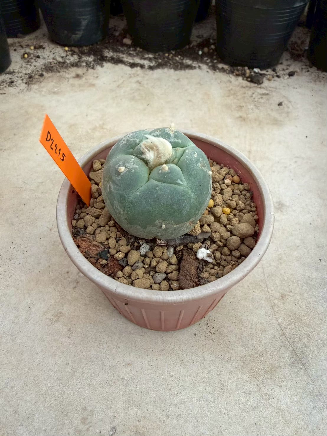 Lophophora williamsii – Peyote Cactus (Seed Grown, 3-3.5 cm, Own Root) 12 years old