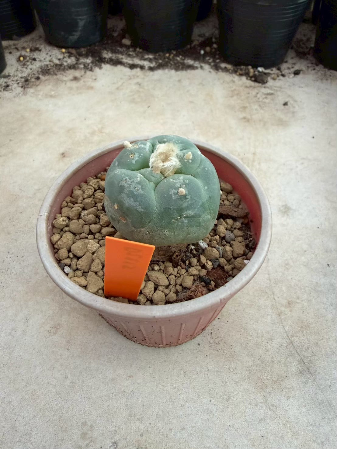 Lophophora williamsii – Peyote Cactus (Seed Grown, 3-3.5 cm, Own Root) 12 years old