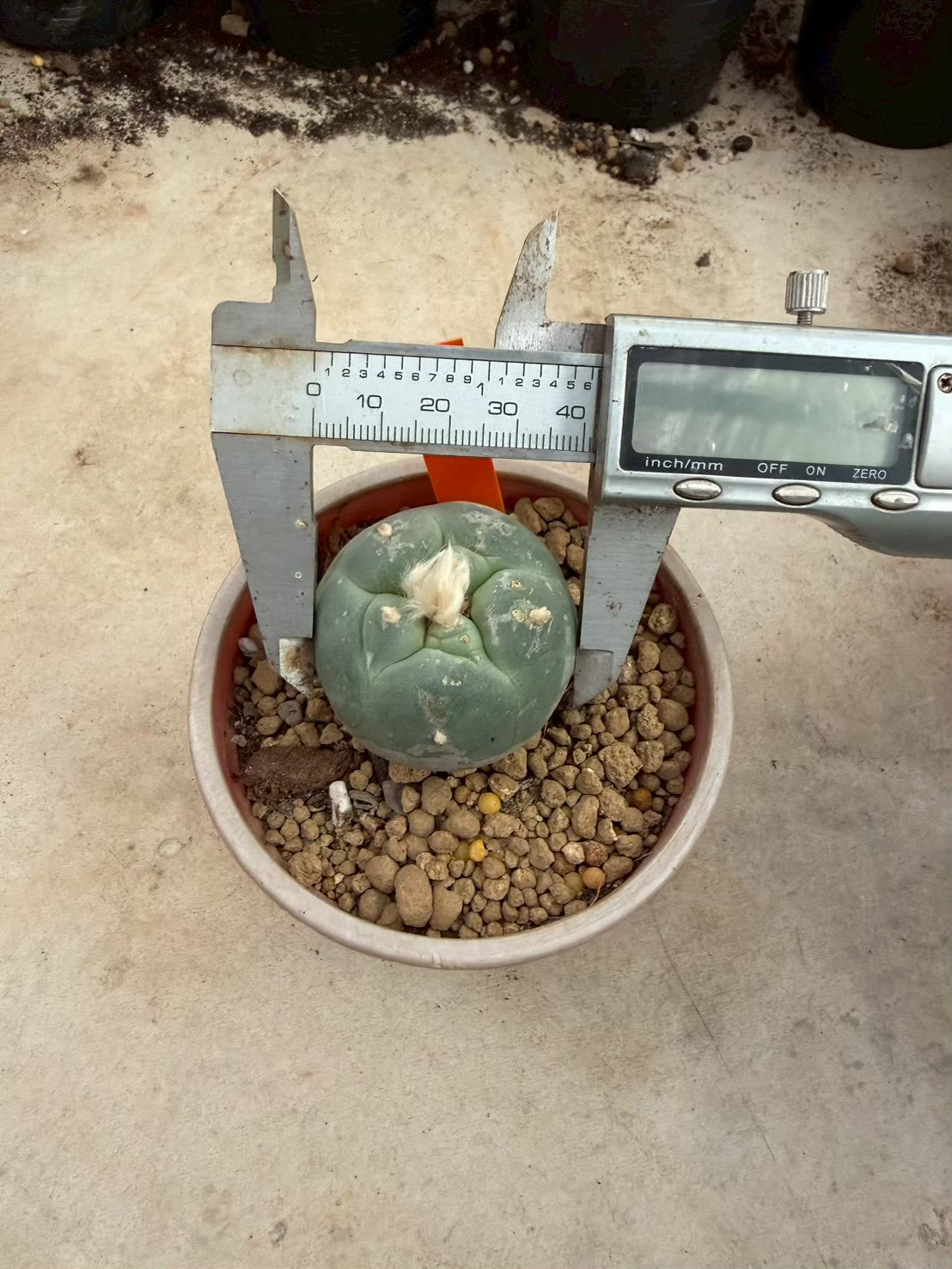 Lophophora williamsii – Peyote Cactus (Seed Grown, 3-3.5 cm, Own Root) 12 years old