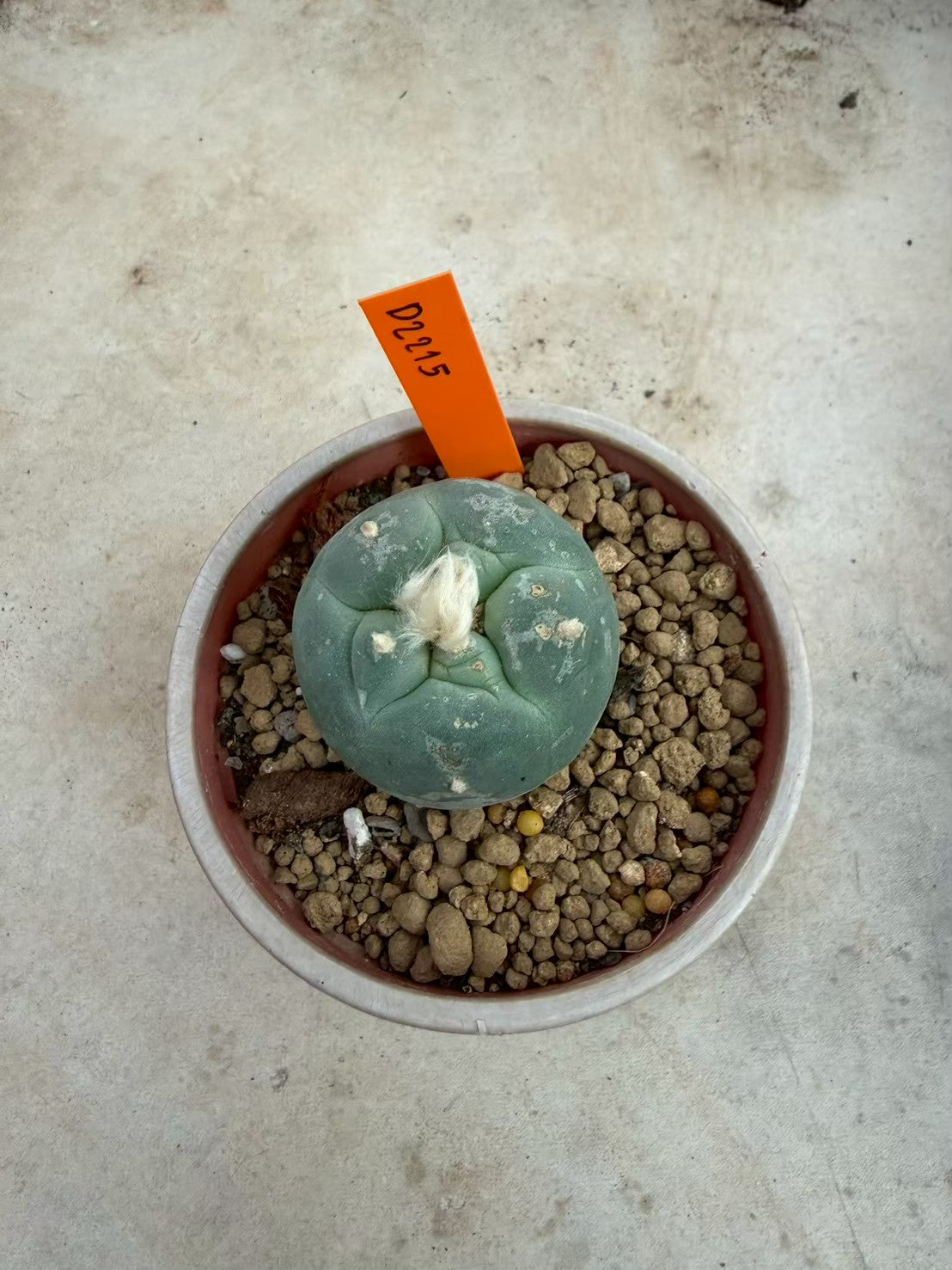 Lophophora williamsii – Peyote Cactus (Seed Grown, 3-3.5 cm, Own Root) 12 years old