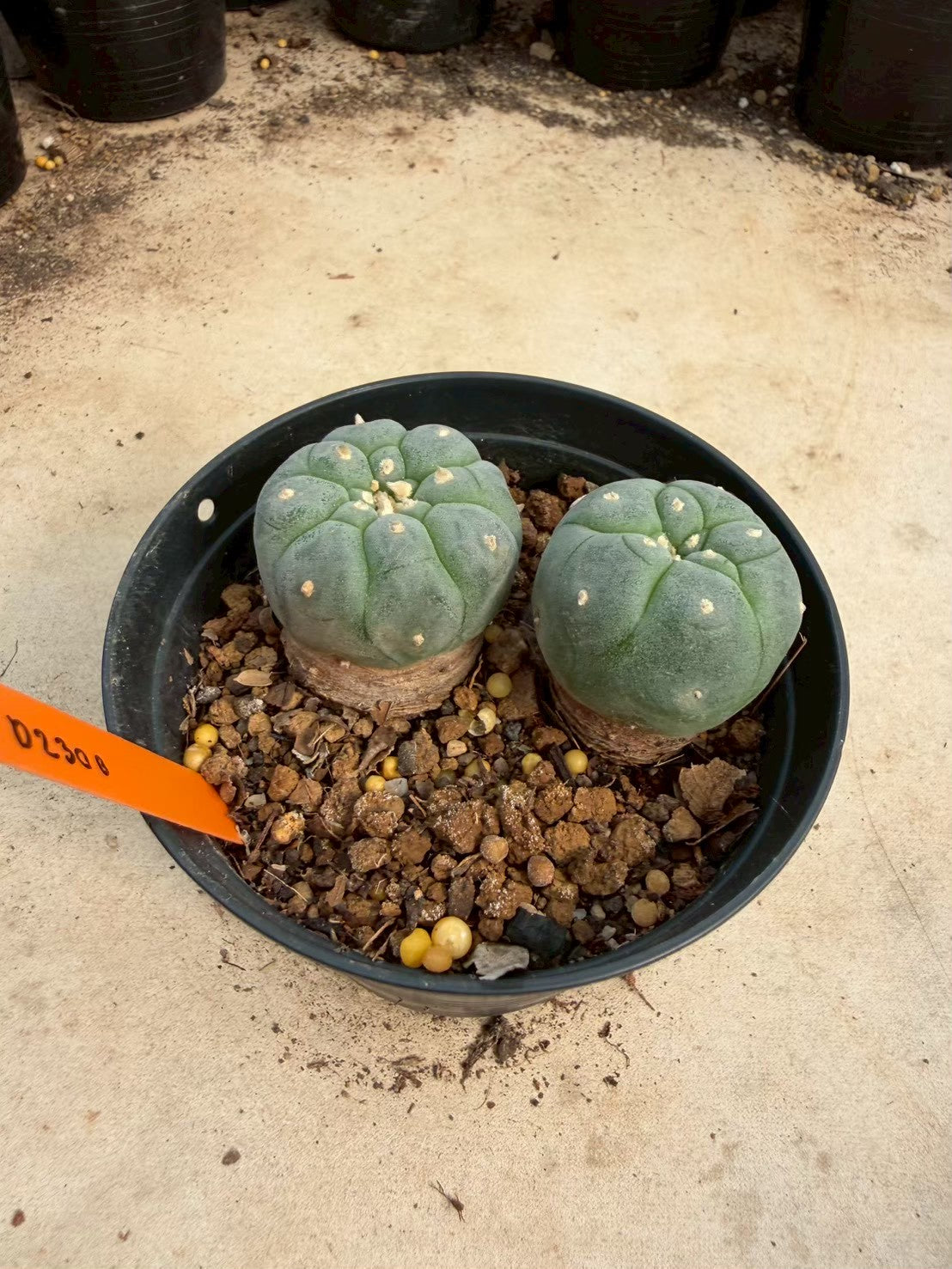 Lophophora williamsii – Peyote Cactus (Seed Grown, 3-3.5 cm, Own Root) 12 years old