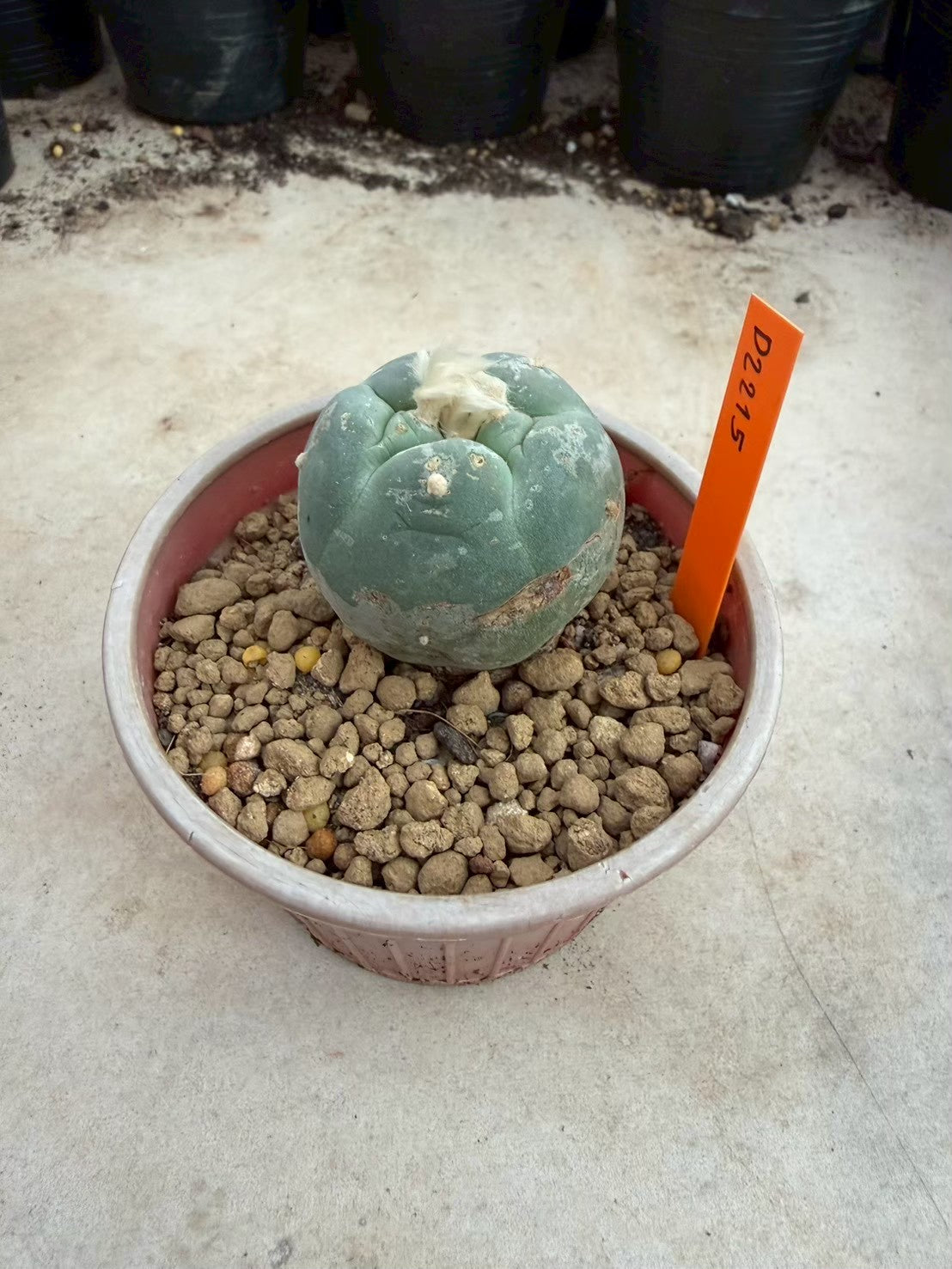 Lophophora williamsii – Peyote Cactus (Seed Grown, 3-3.5 cm, Own Root) 12 years old