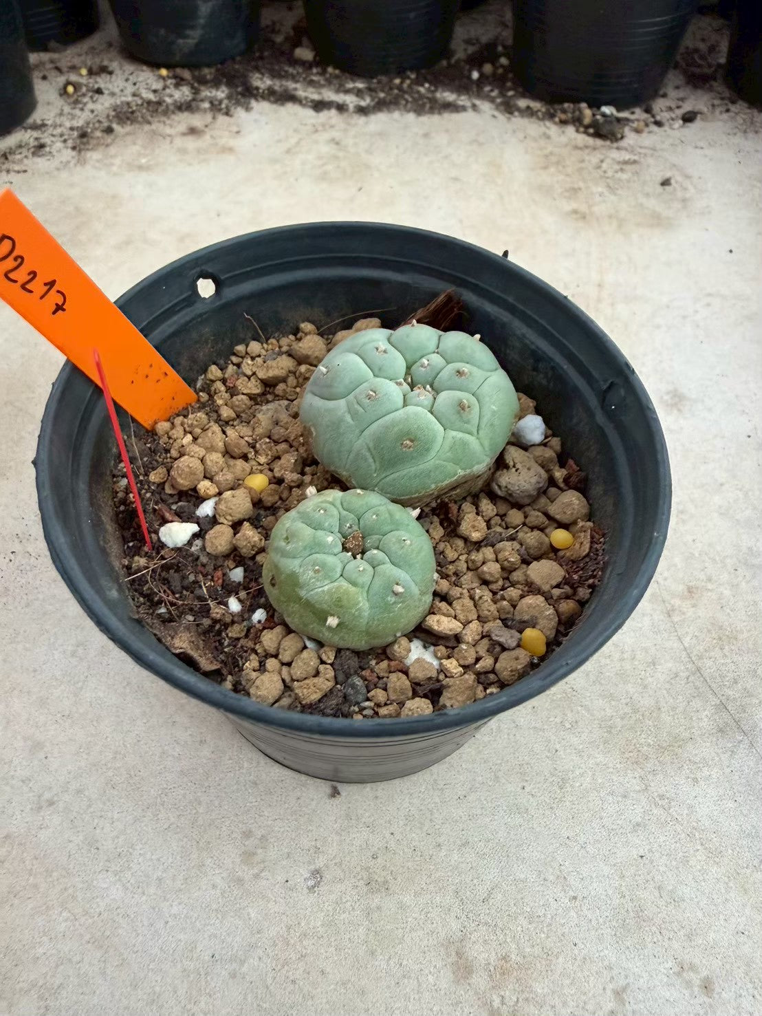 Lophophora williamsii – Peyote Cactus (Seed Grown, 3-3.5 cm, Own Root) 12 years old