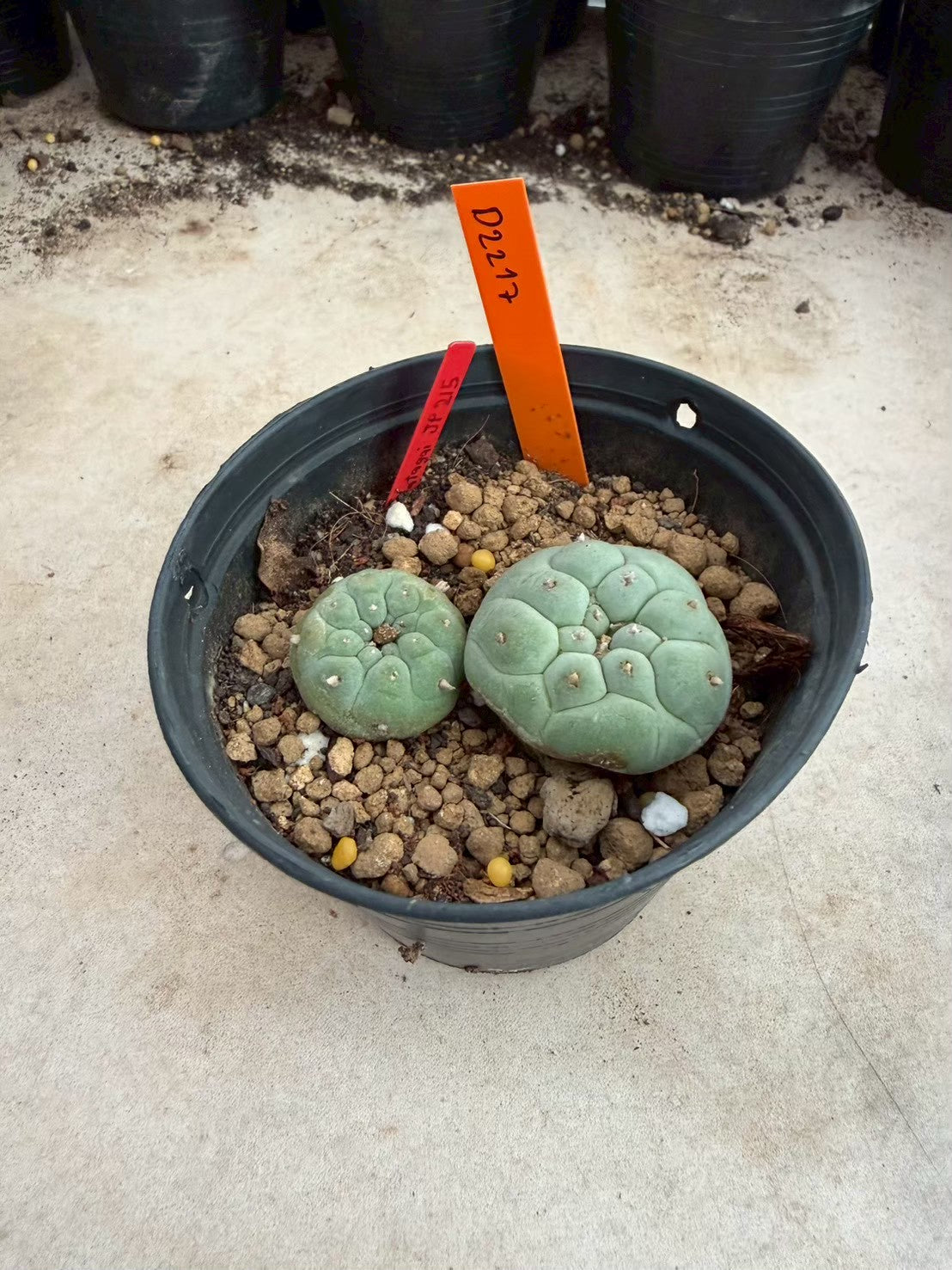 Lophophora williamsii – Peyote Cactus (Seed Grown, 3-3.5 cm, Own Root) 12 years old