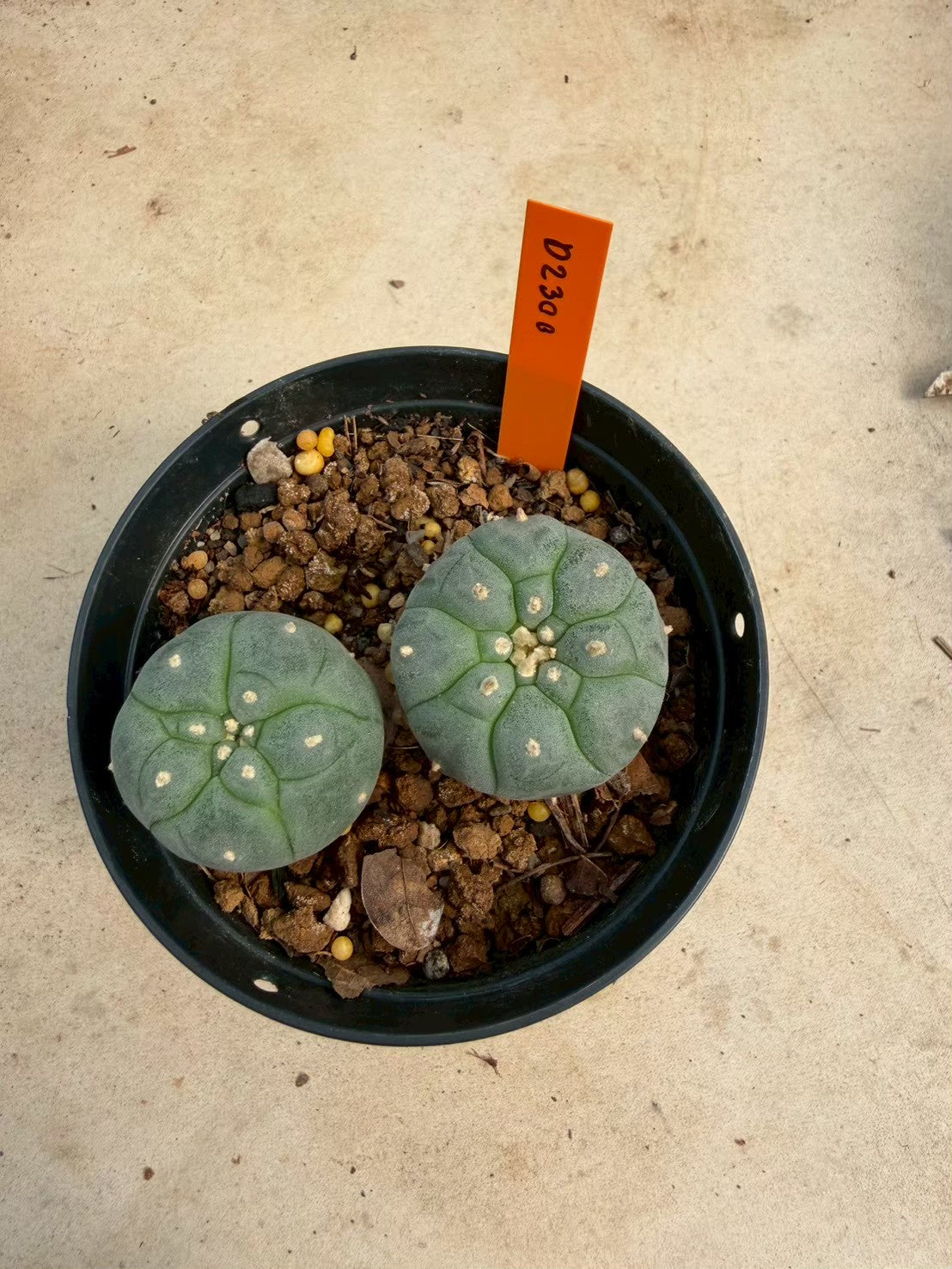 Lophophora williamsii – Peyote Cactus (Seed Grown, 3-3.5 cm, Own Root) 12 years old