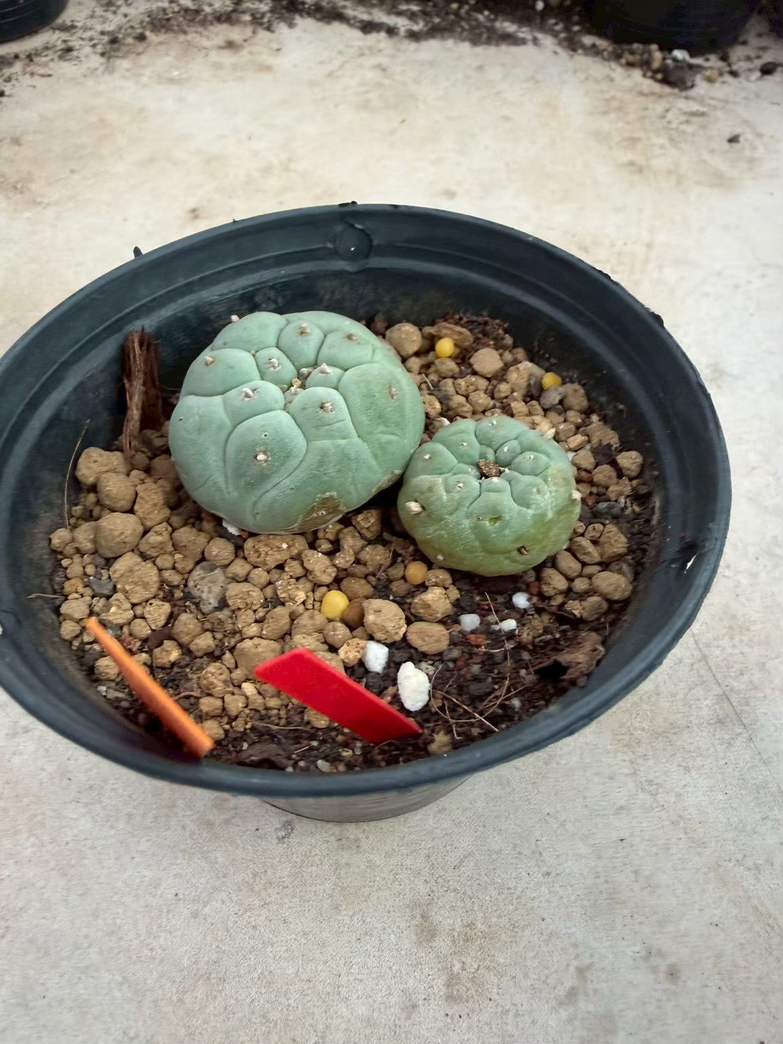 Lophophora williamsii – Peyote Cactus (Seed Grown, 3-3.5 cm, Own Root) 12 years old