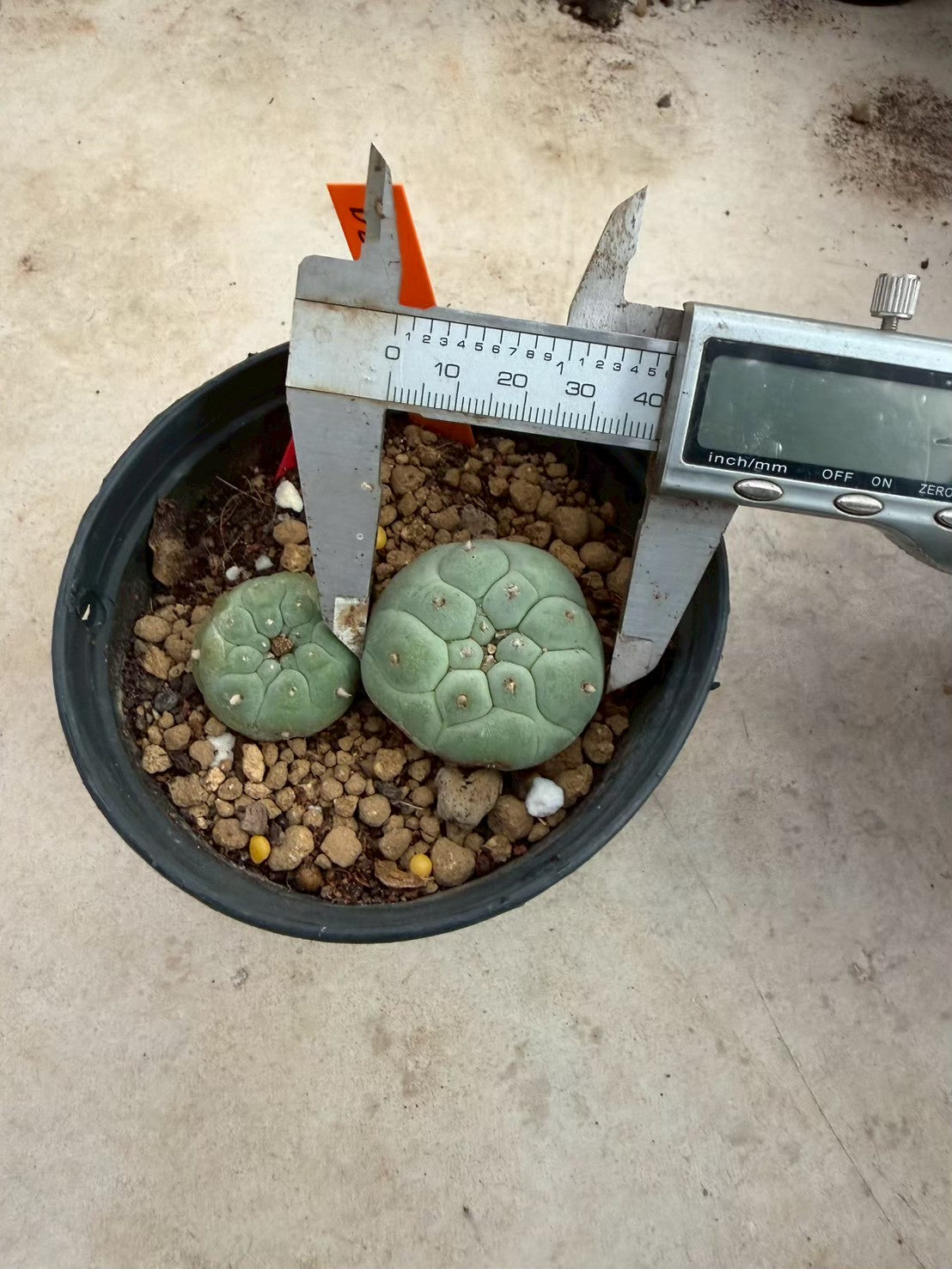 Lophophora williamsii – Peyote Cactus (Seed Grown, 3-3.5 cm, Own Root) 12 years old