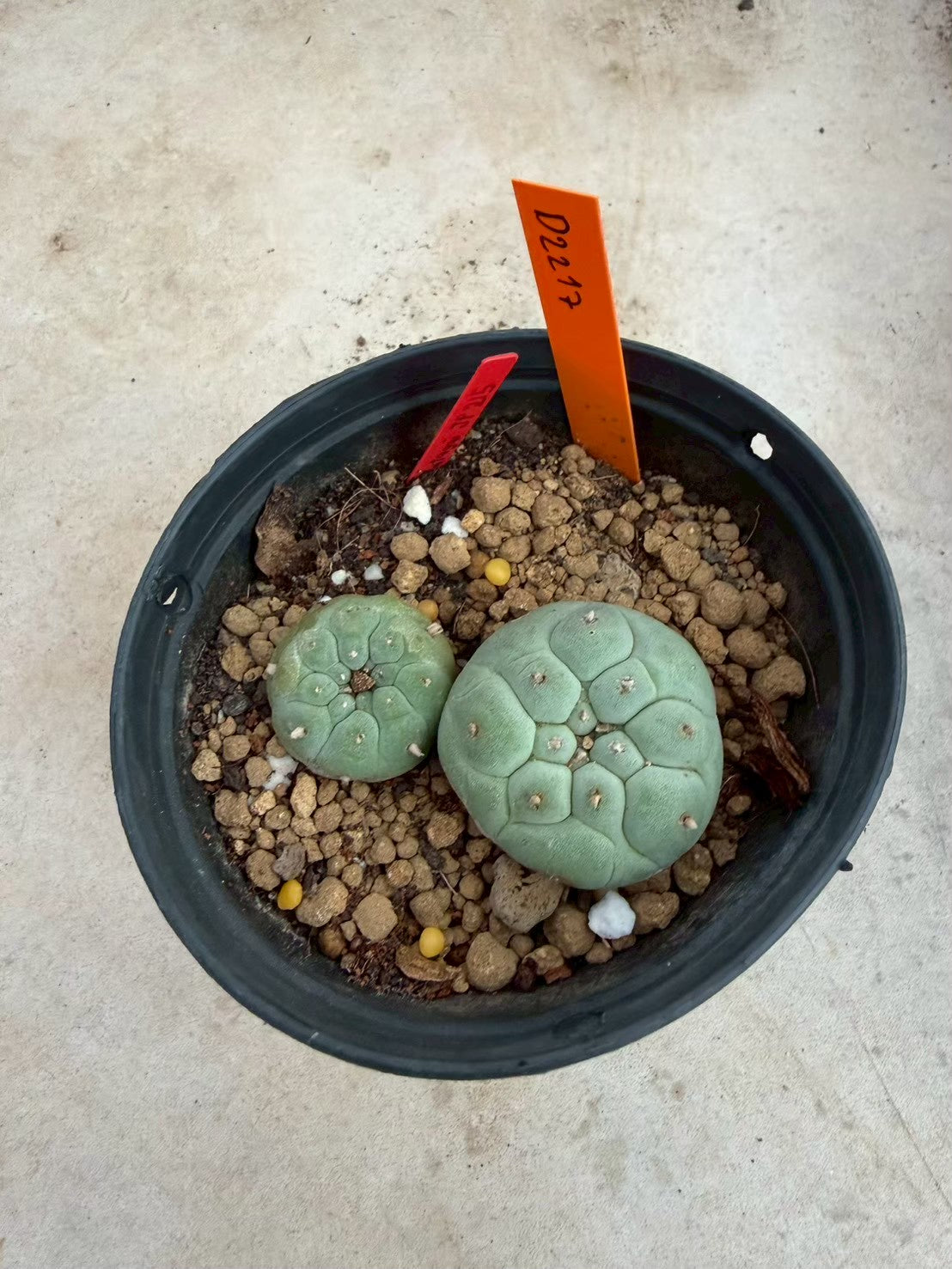 Lophophora williamsii – Peyote Cactus (Seed Grown, 3-3.5 cm, Own Root) 12 years old