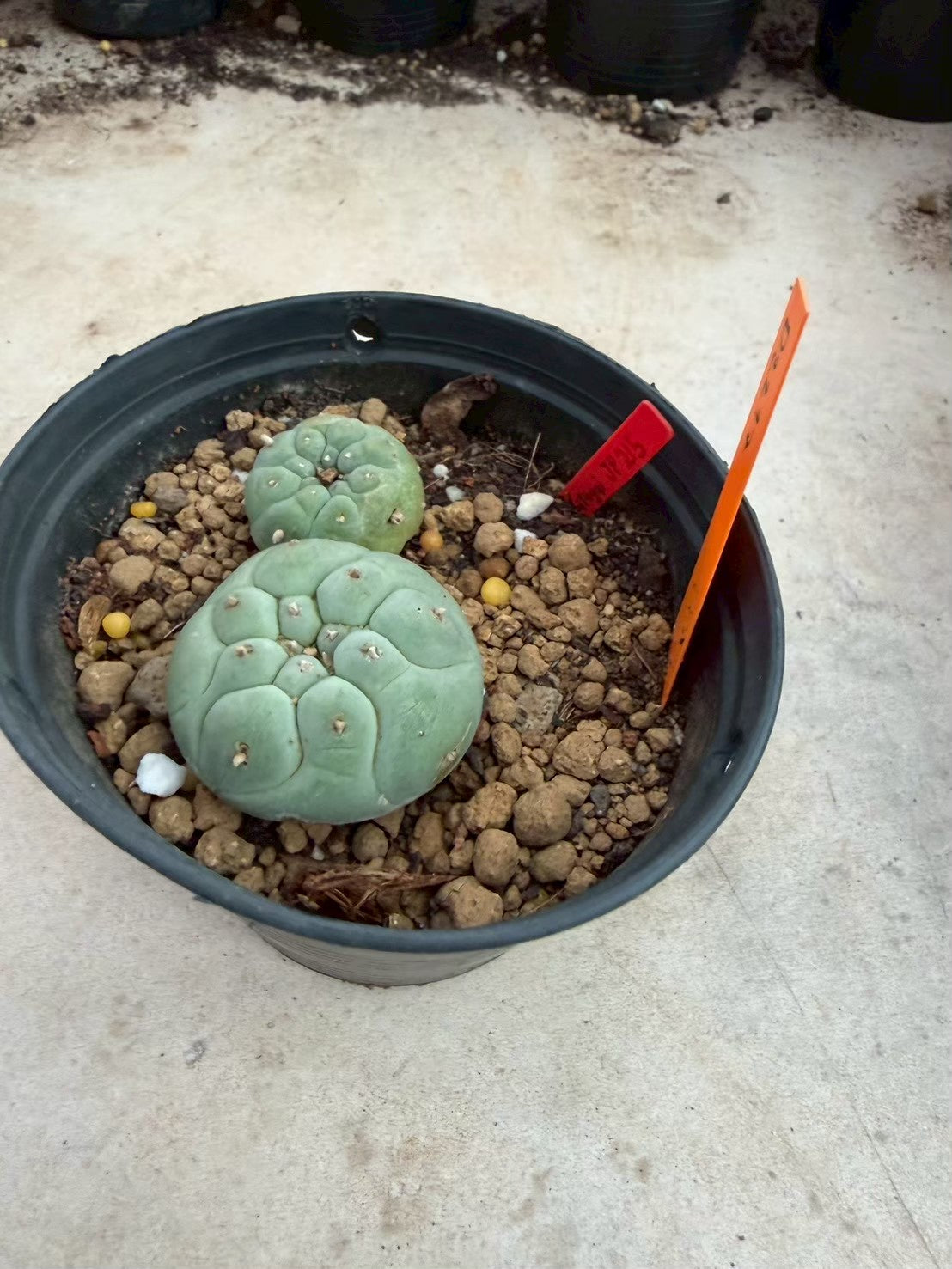 Lophophora williamsii – Peyote Cactus (Seed Grown, 3-3.5 cm, Own Root) 12 years old
