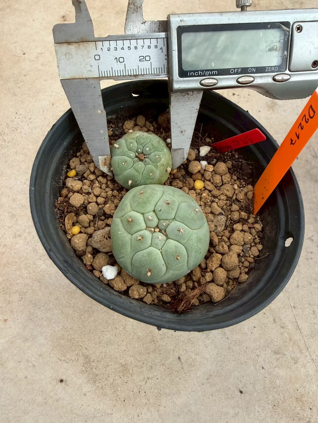 Lophophora williamsii – Peyote Cactus (Seed Grown, 3-3.5 cm, Own Root) 12 years old