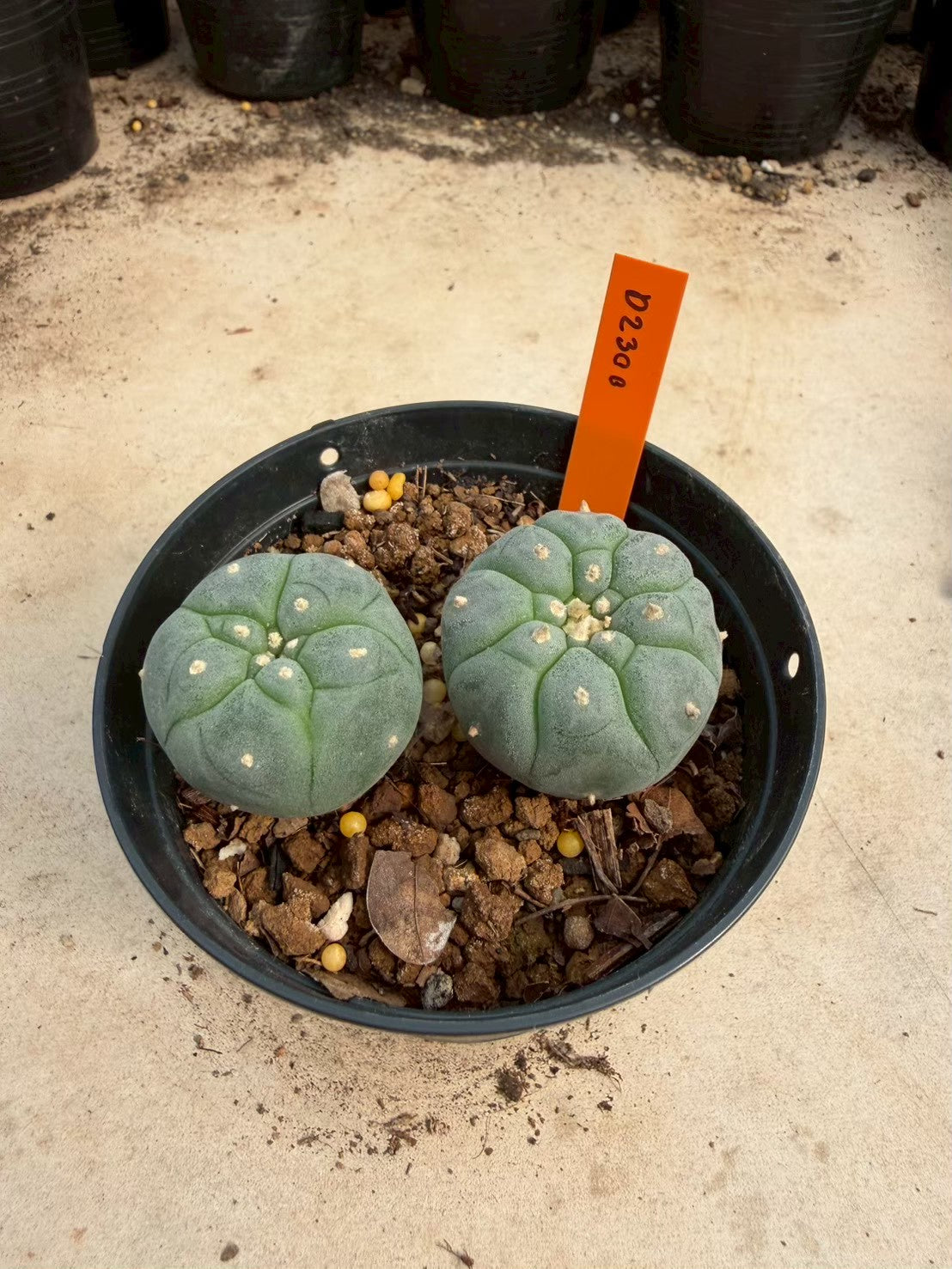 Lophophora williamsii – Peyote Cactus (Seed Grown, 3-3.5 cm, Own Root) 12 years old