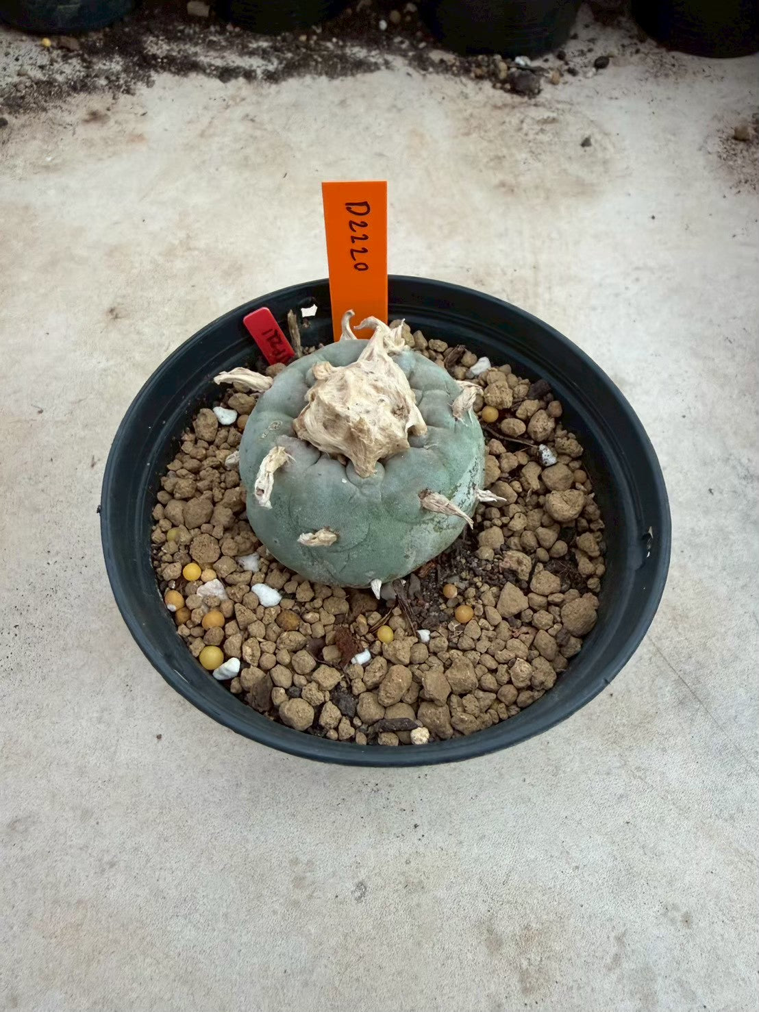 Lophophora williamsii – Peyote Cactus (Seed Grown, 3-3.5 cm, Own Root) 12 years old