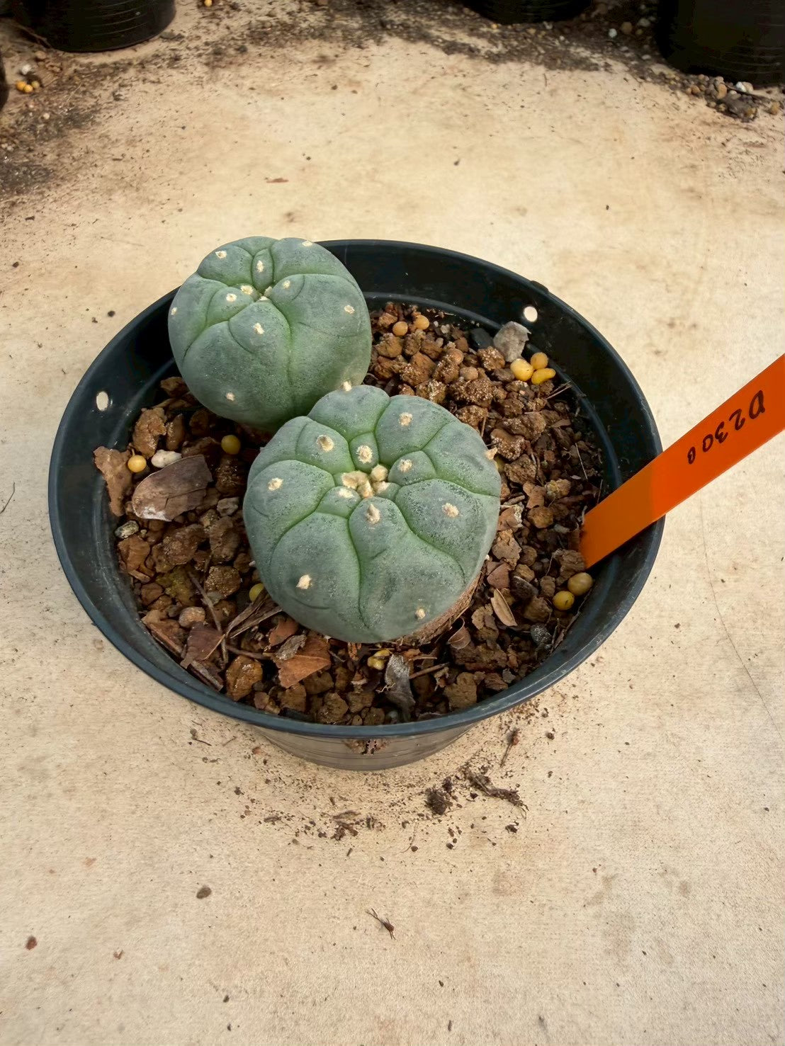 Lophophora williamsii – Peyote Cactus (Seed Grown, 3-3.5 cm, Own Root) 12 years old