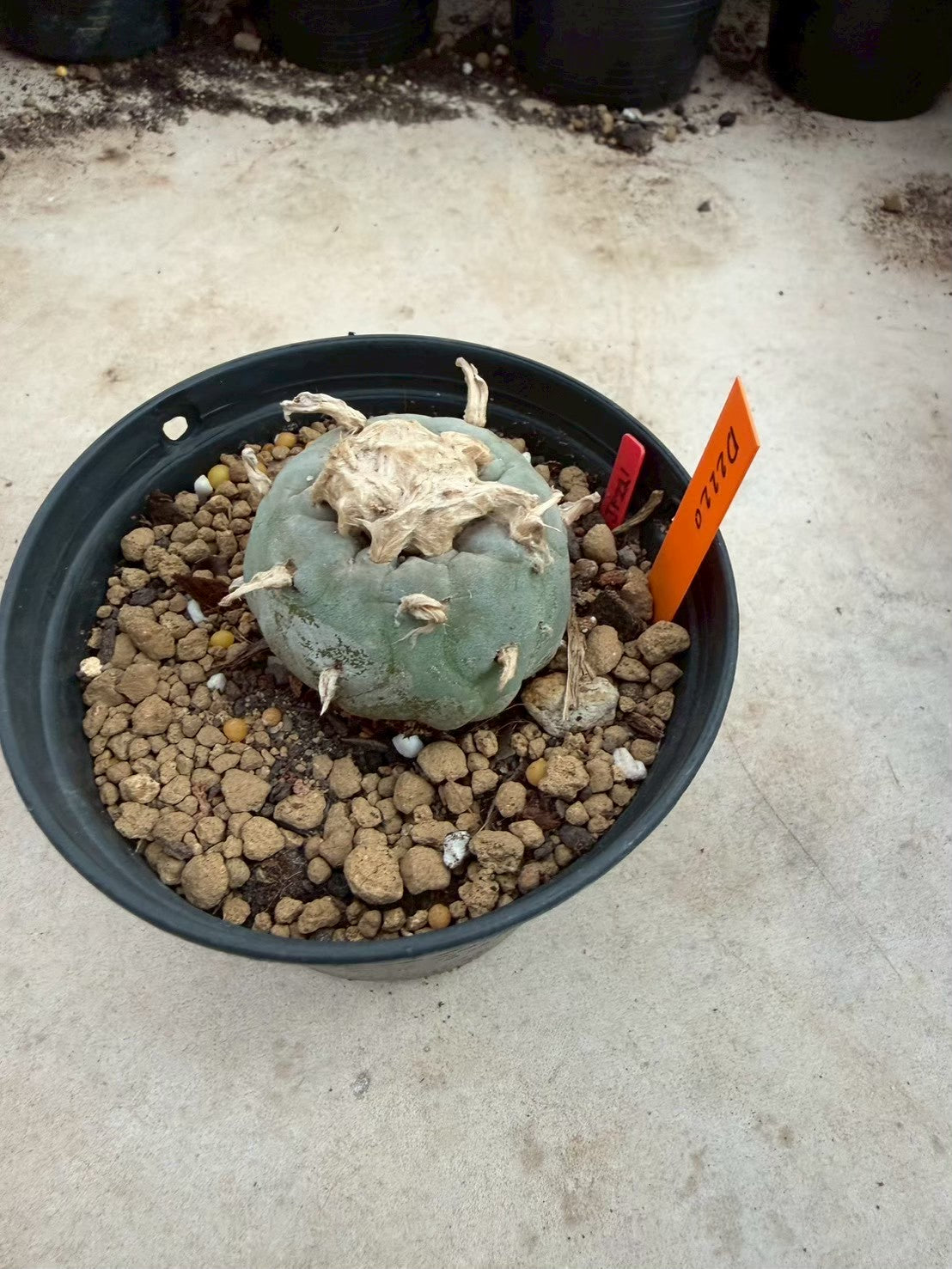 Lophophora williamsii – Peyote Cactus (Seed Grown, 3-3.5 cm, Own Root) 12 years old