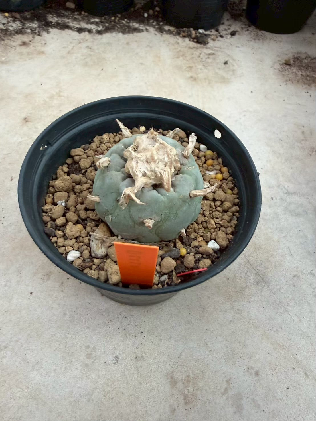 Lophophora williamsii – Peyote Cactus (Seed Grown, 3-3.5 cm, Own Root) 12 years old