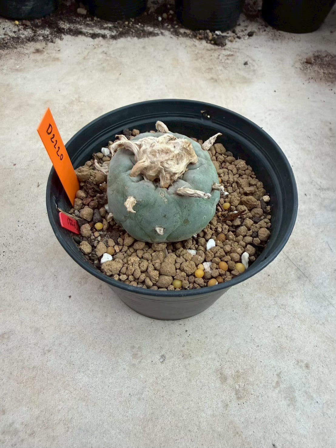 Lophophora williamsii – Peyote Cactus (Seed Grown, 3-3.5 cm, Own Root) 12 years old