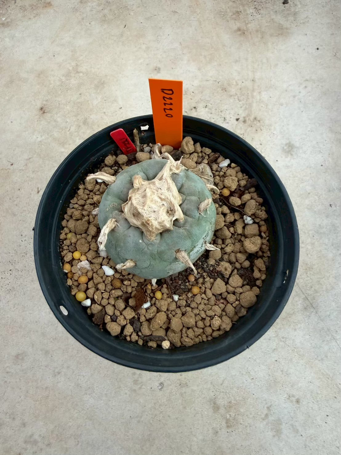 Lophophora williamsii – Peyote Cactus (Seed Grown, 3-3.5 cm, Own Root) 12 years old