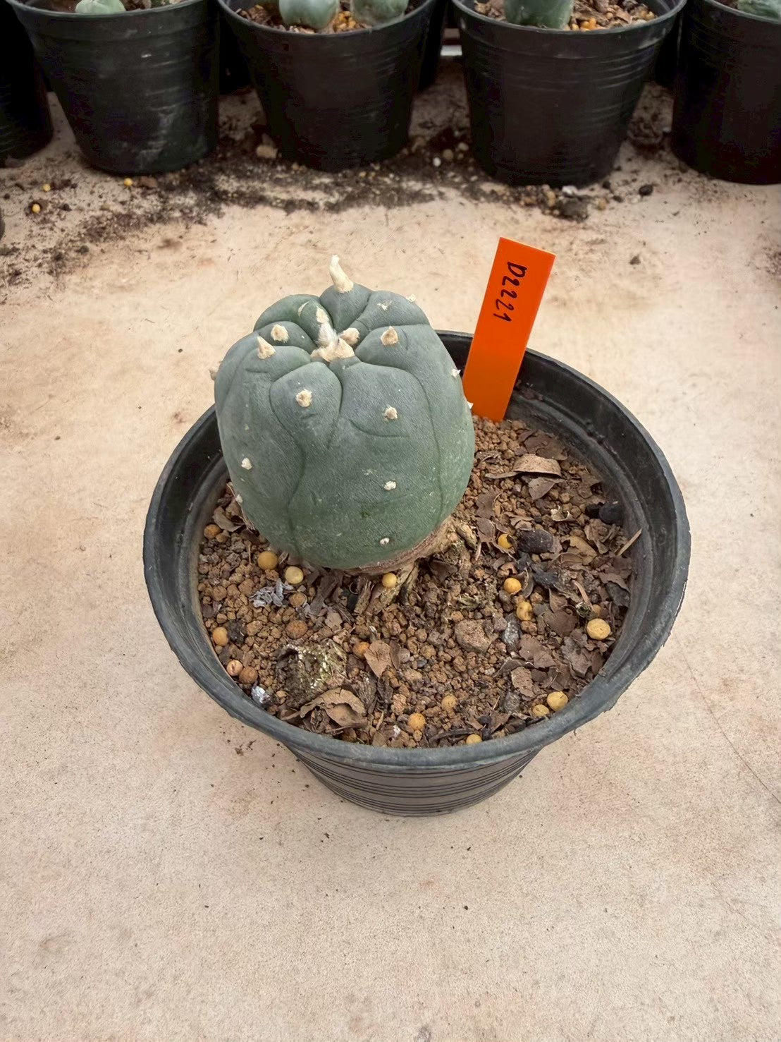 Lophophora williamsii – Peyote Cactus (Seed Grown, 3-3.5 cm, Own Root) 12 years old