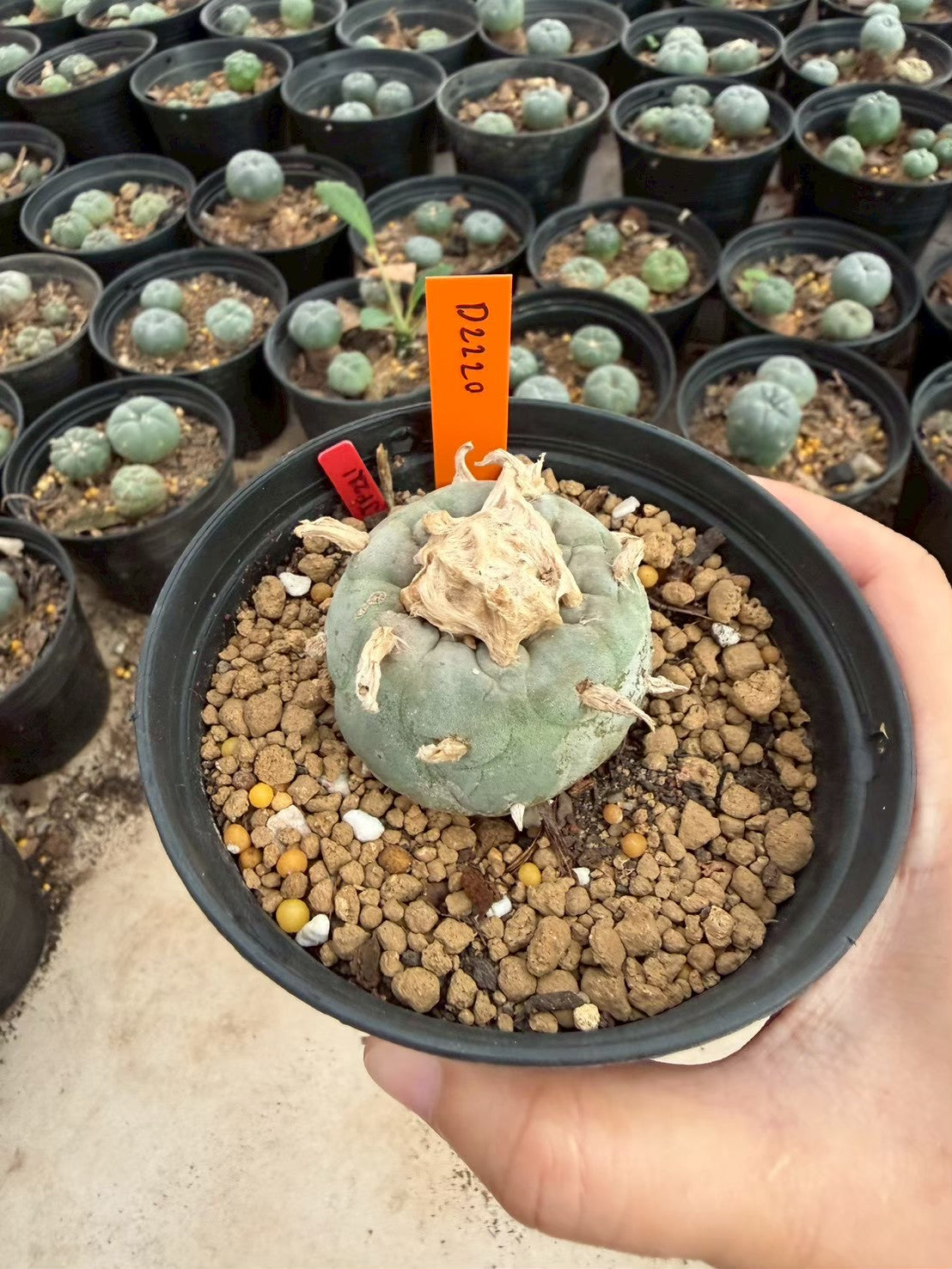 Lophophora williamsii – Peyote Cactus (Seed Grown, 3-3.5 cm, Own Root) 12 years old