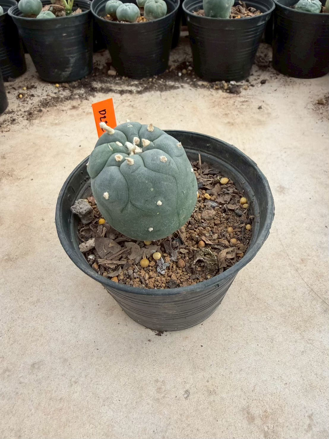 Lophophora williamsii – Peyote Cactus (Seed Grown, 3-3.5 cm, Own Root) 12 years old