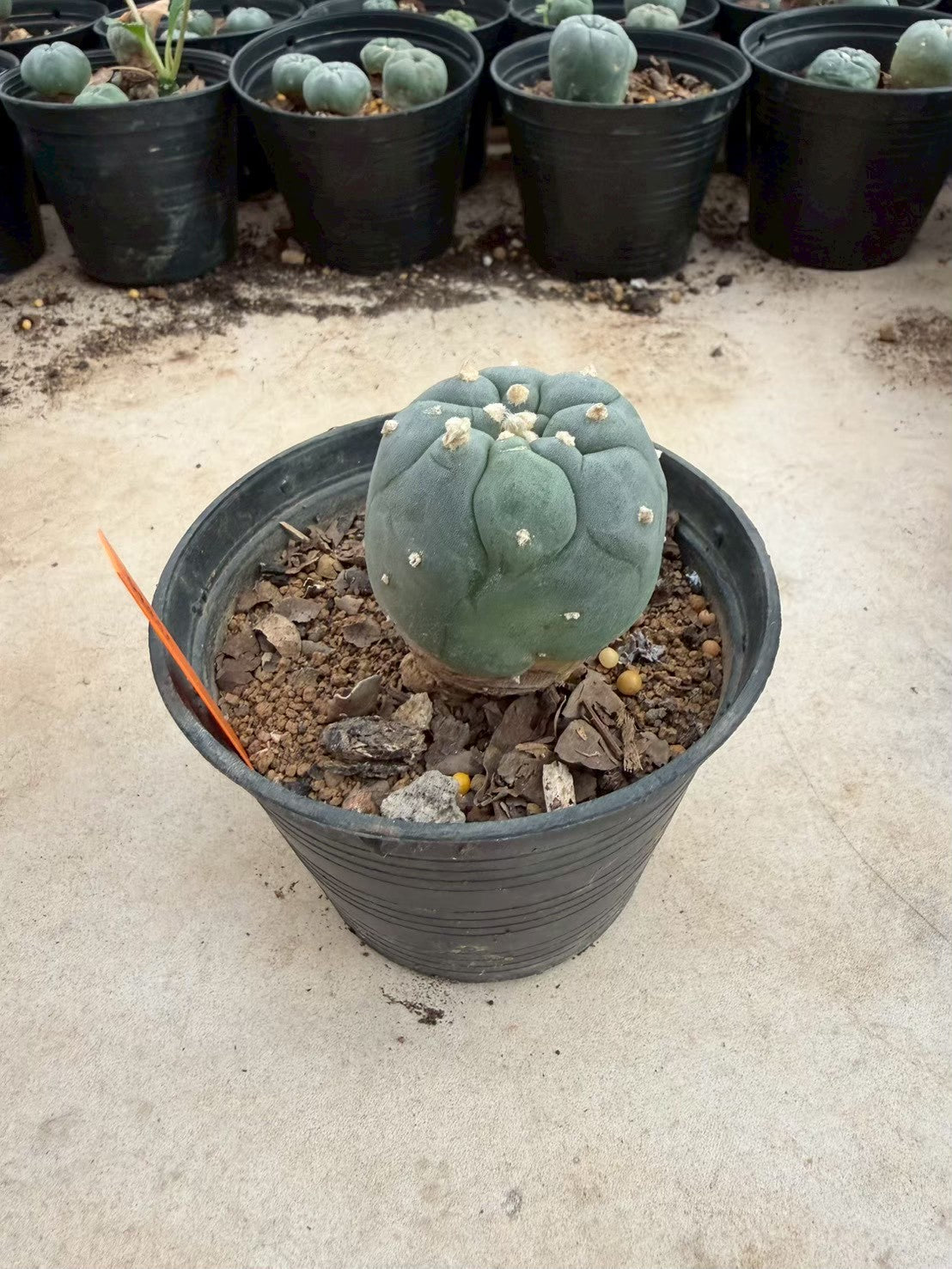 Lophophora williamsii – Peyote Cactus (Seed Grown, 3-3.5 cm, Own Root) 12 years old