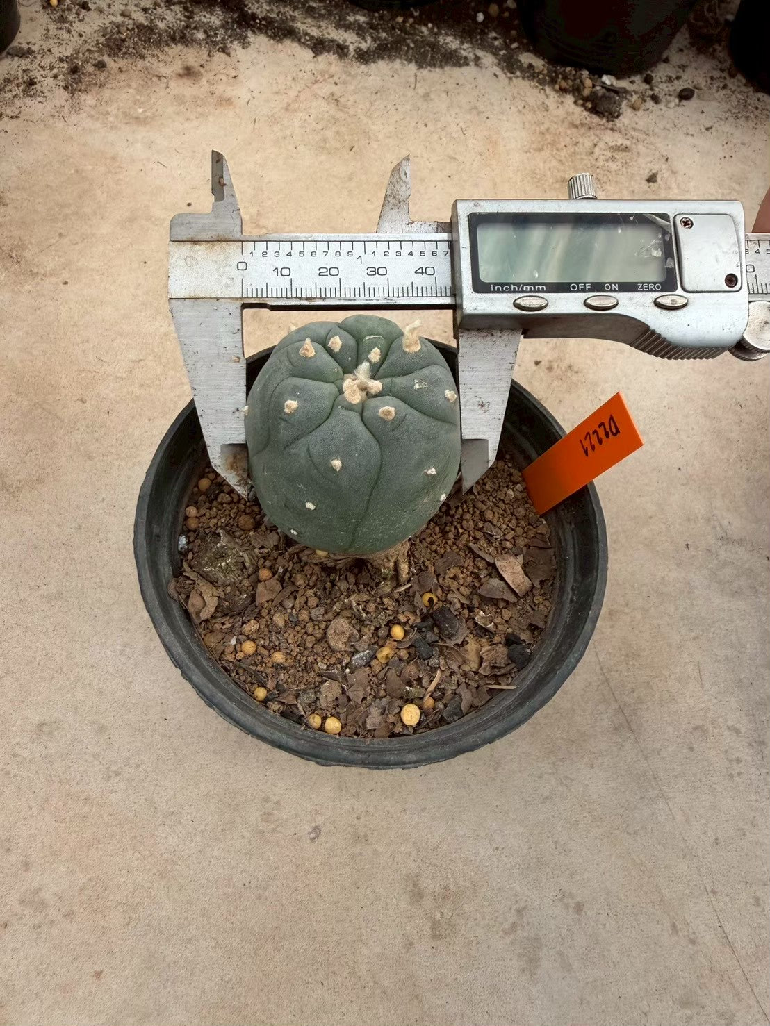 Lophophora williamsii – Peyote Cactus (Seed Grown, 3-3.5 cm, Own Root) 12 years old