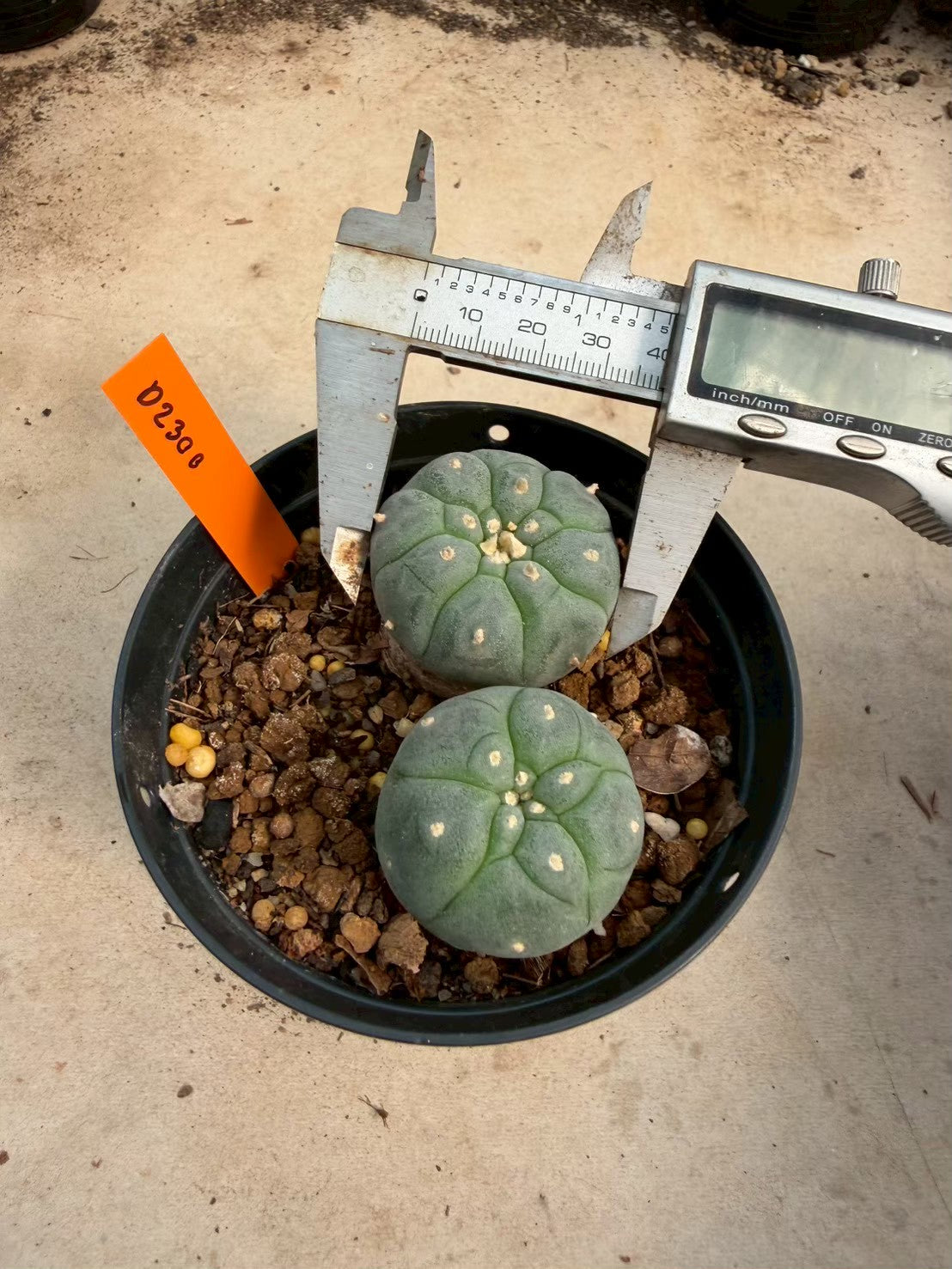 Lophophora williamsii – Peyote Cactus (Seed Grown, 3-3.5 cm, Own Root) 12 years old