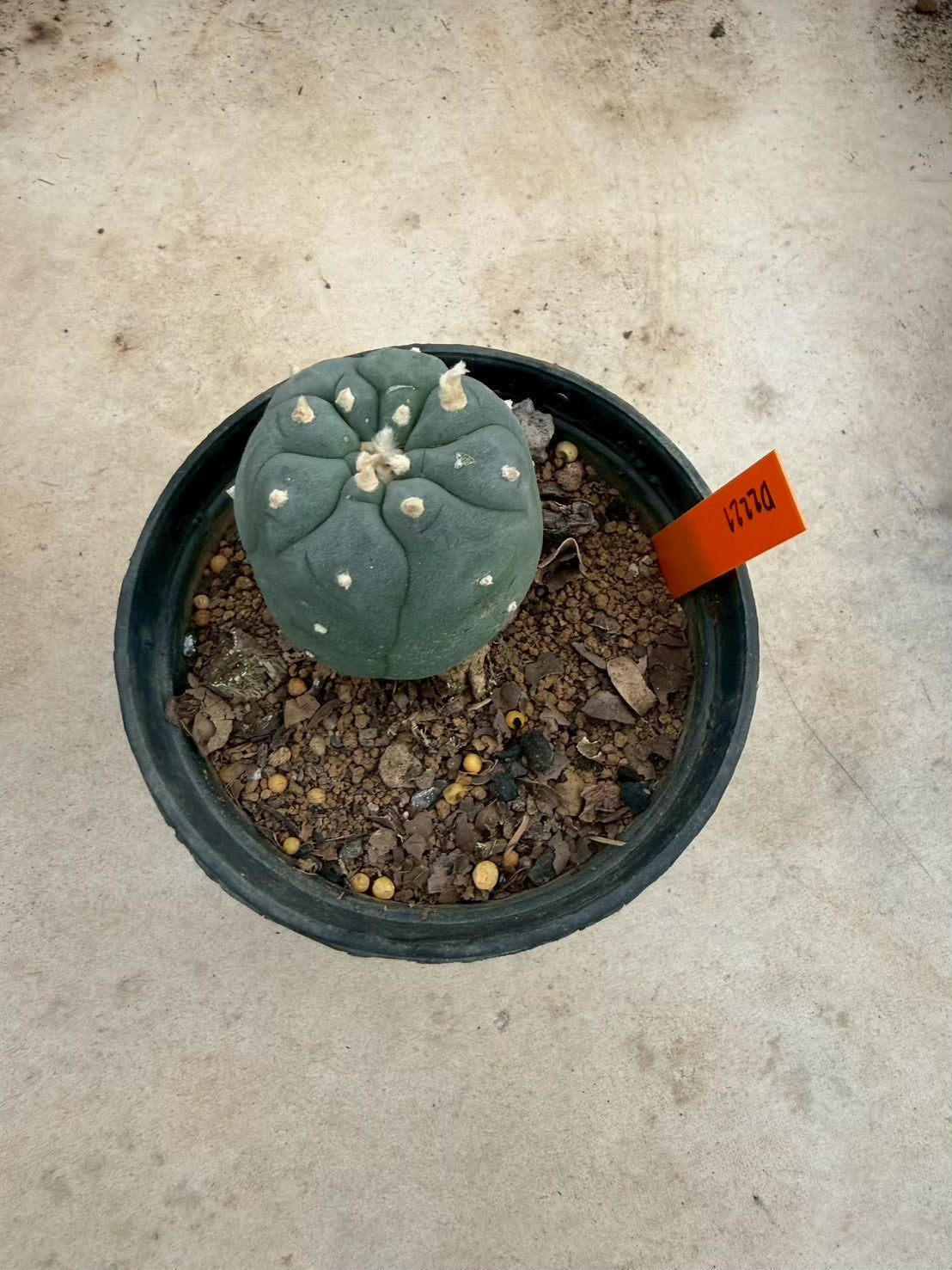 Lophophora williamsii – Peyote Cactus (Seed Grown, 3-3.5 cm, Own Root) 12 years old
