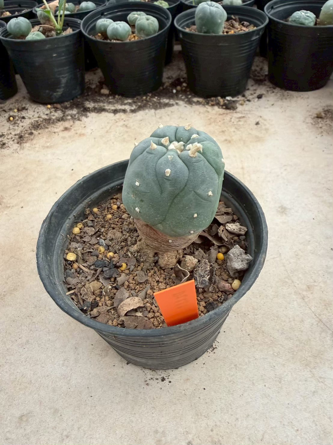 Lophophora williamsii – Peyote Cactus (Seed Grown, 3-3.5 cm, Own Root) 12 years old