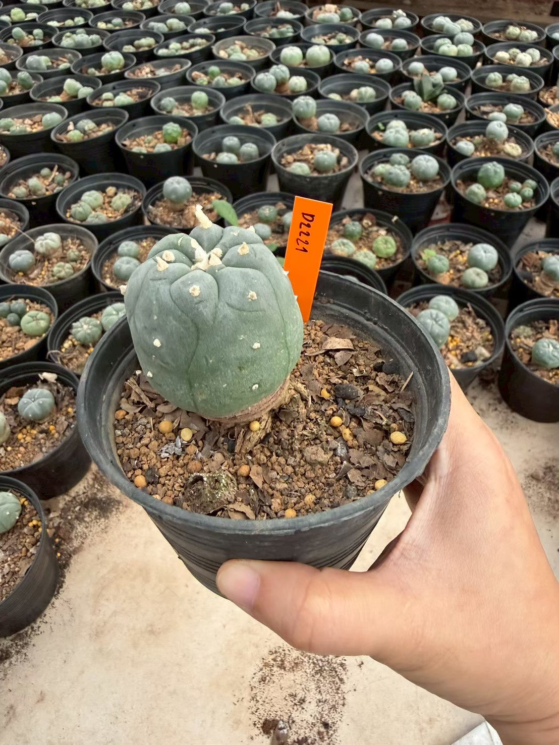 Lophophora williamsii – Peyote Cactus (Seed Grown, 3-3.5 cm, Own Root) 12 years old