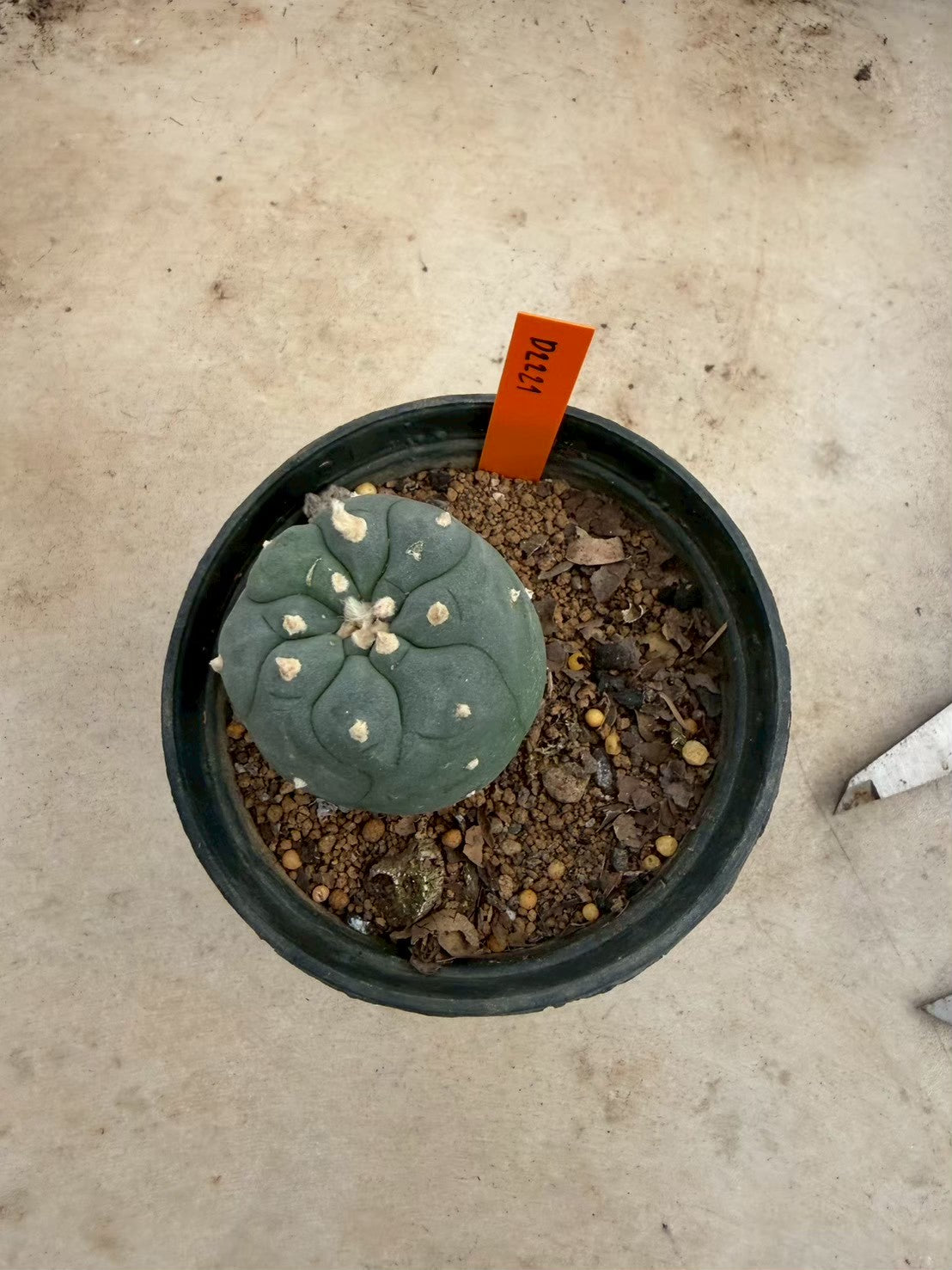 Lophophora williamsii – Peyote Cactus (Seed Grown, 3-3.5 cm, Own Root) 12 years old