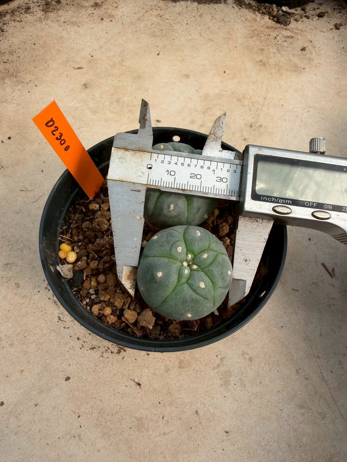 Lophophora williamsii – Peyote Cactus (Seed Grown, 3-3.5 cm, Own Root) 12 years old