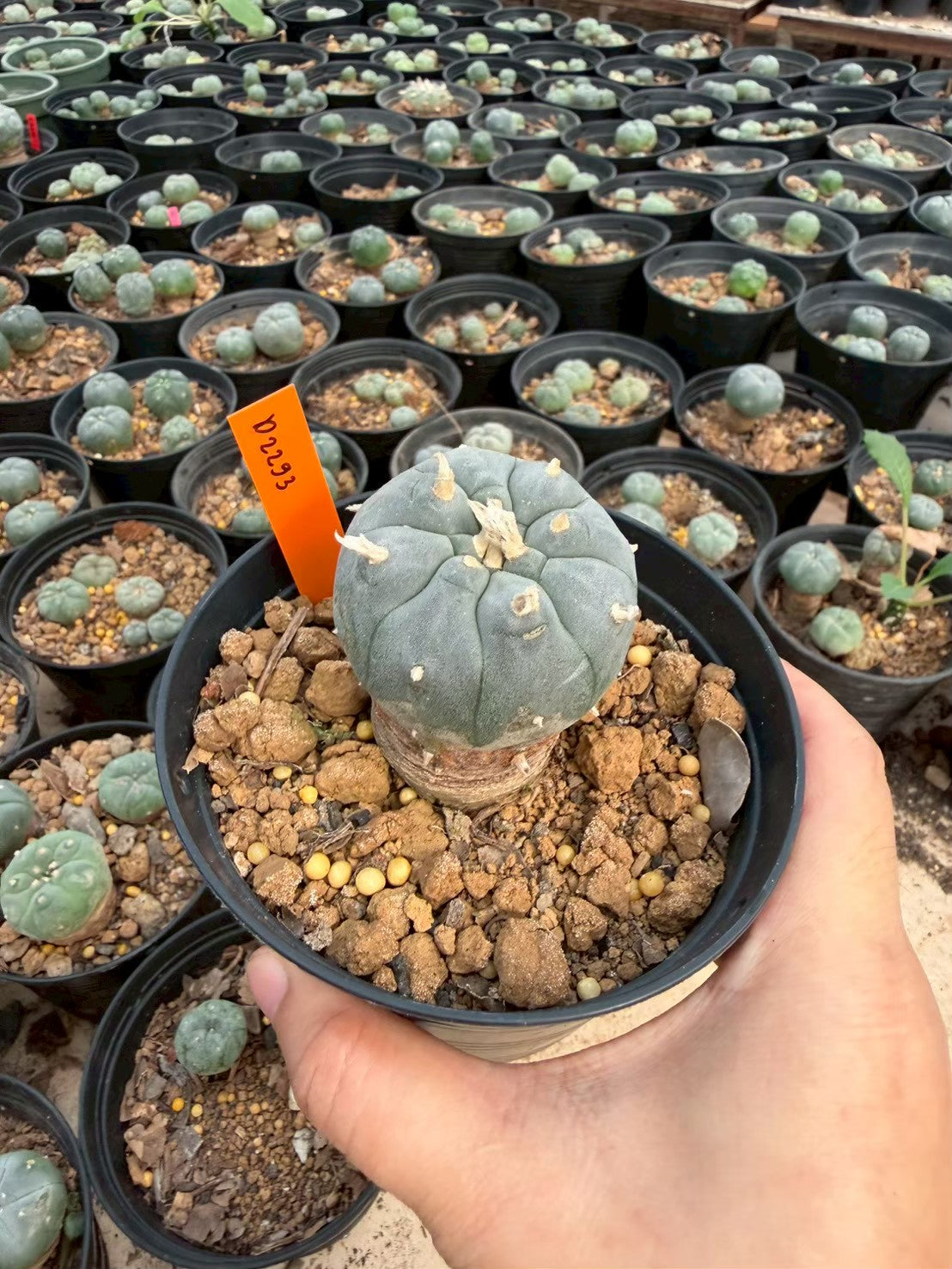Lophophora williamsii – Peyote Cactus (Seed Grown, 3-3.5 cm, Own Root) 12 years old